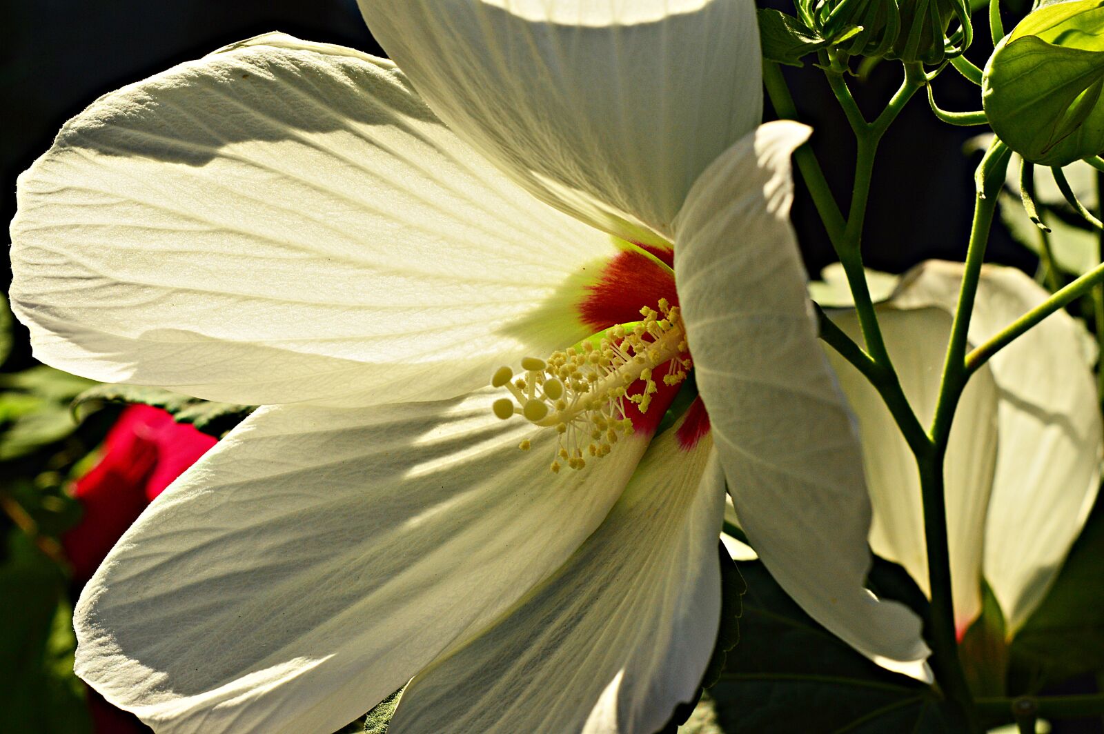 Nikon D3200 sample photo. Hibiscus, flower, swamp hibiscus photography