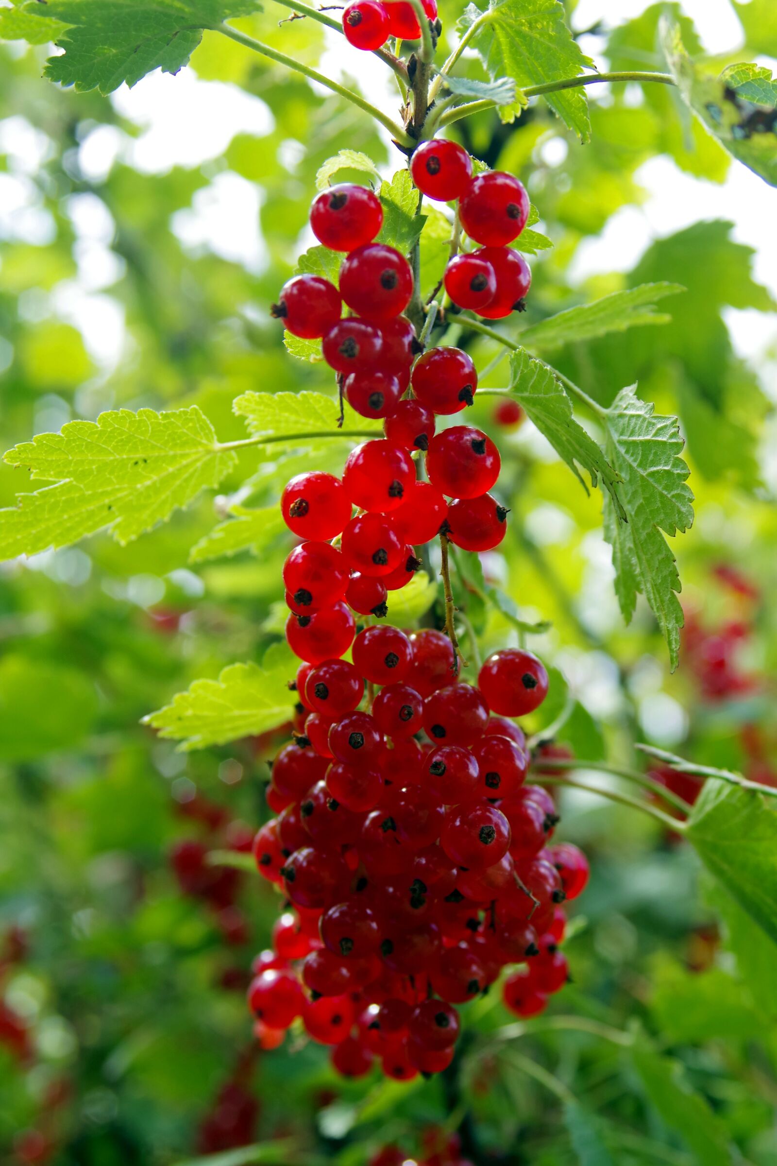 Pentax K-S2 sample photo. Red currant, red, currant photography