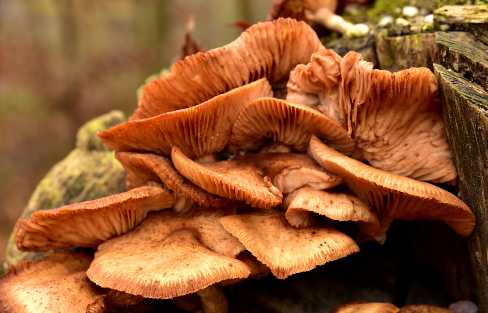Nikon D750 sample photo. Mushroom, tree fungus, lamellar photography