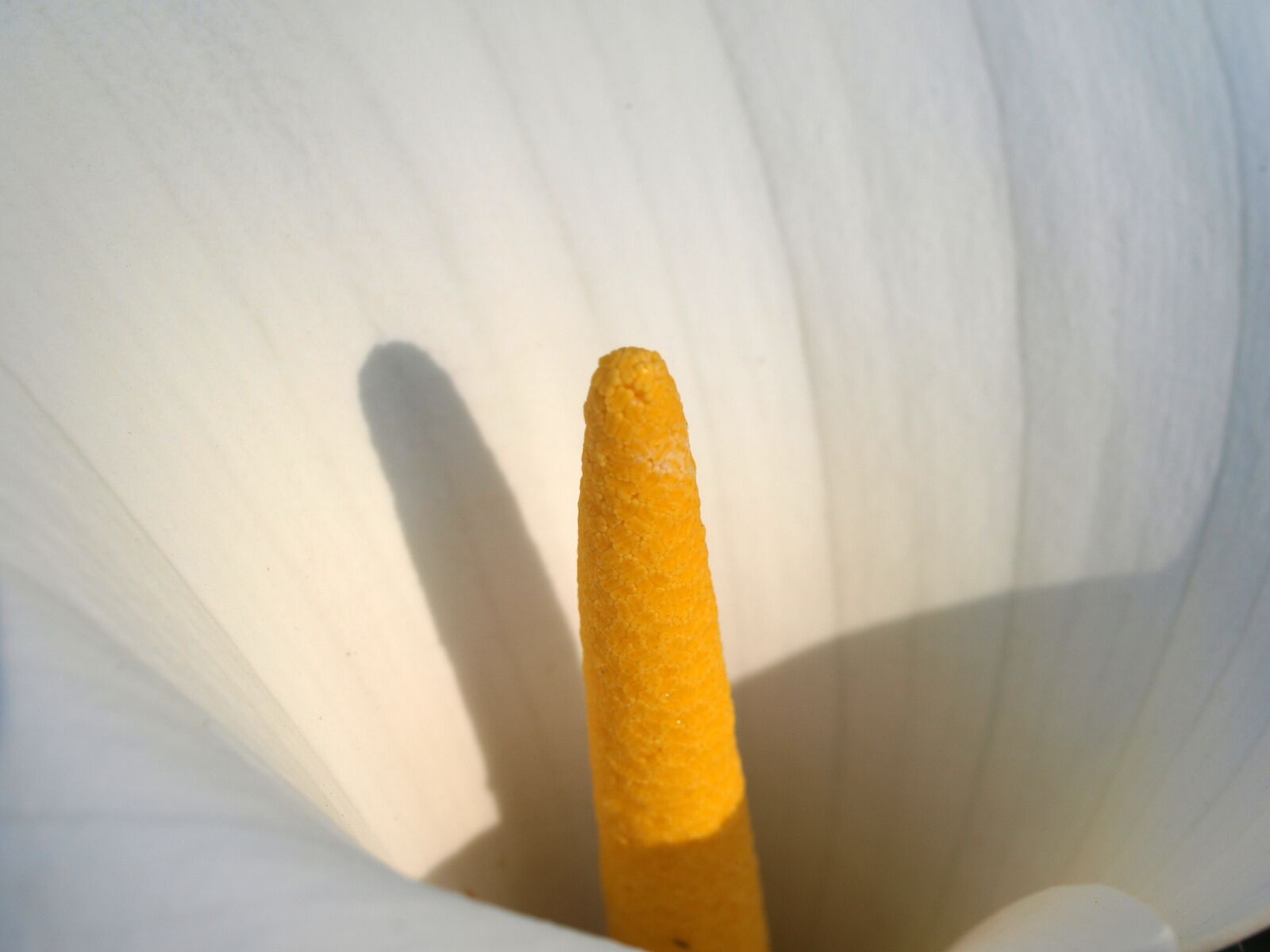 Olympus E-520 (EVOLT E-520) sample photo. Lily, flower, closeup photography