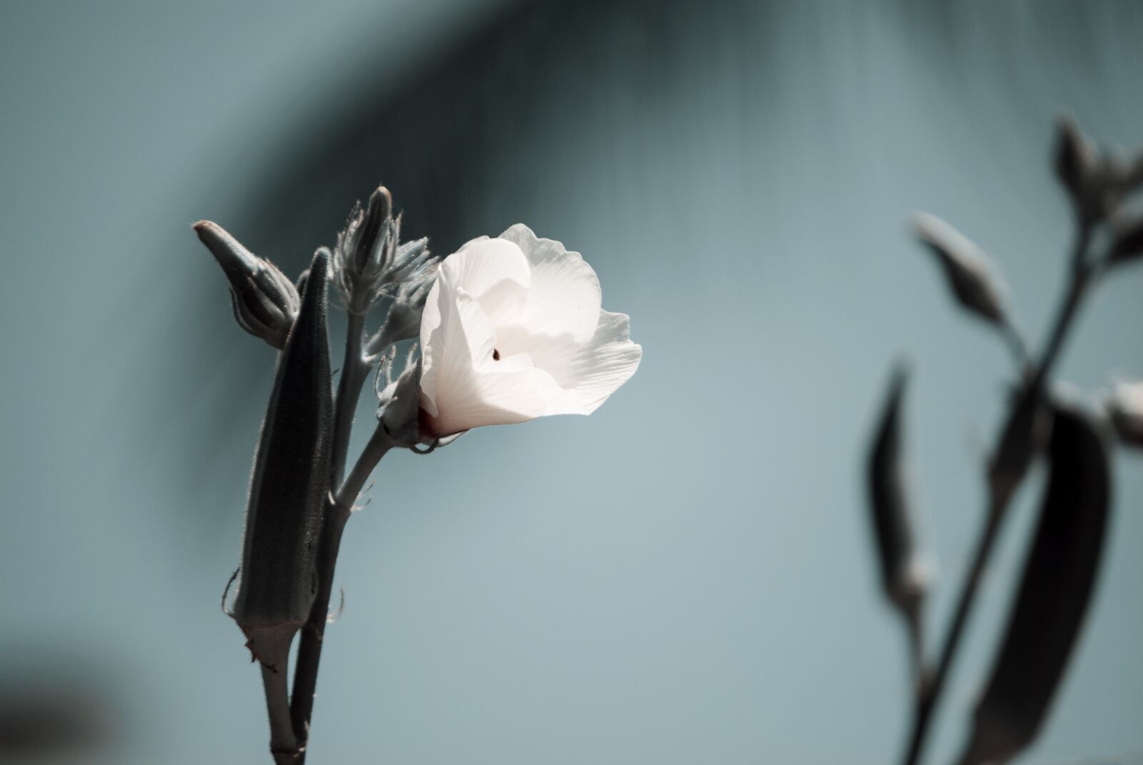 Nikon D3000 sample photo. Flower, flora, floral photography