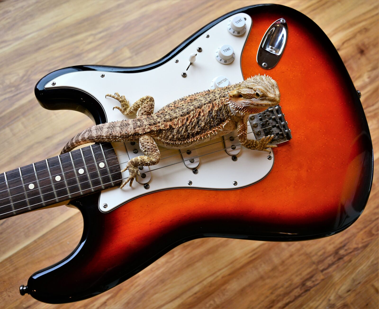 Nikon D7100 sample photo. Bearded dragon, lizard, spurs photography