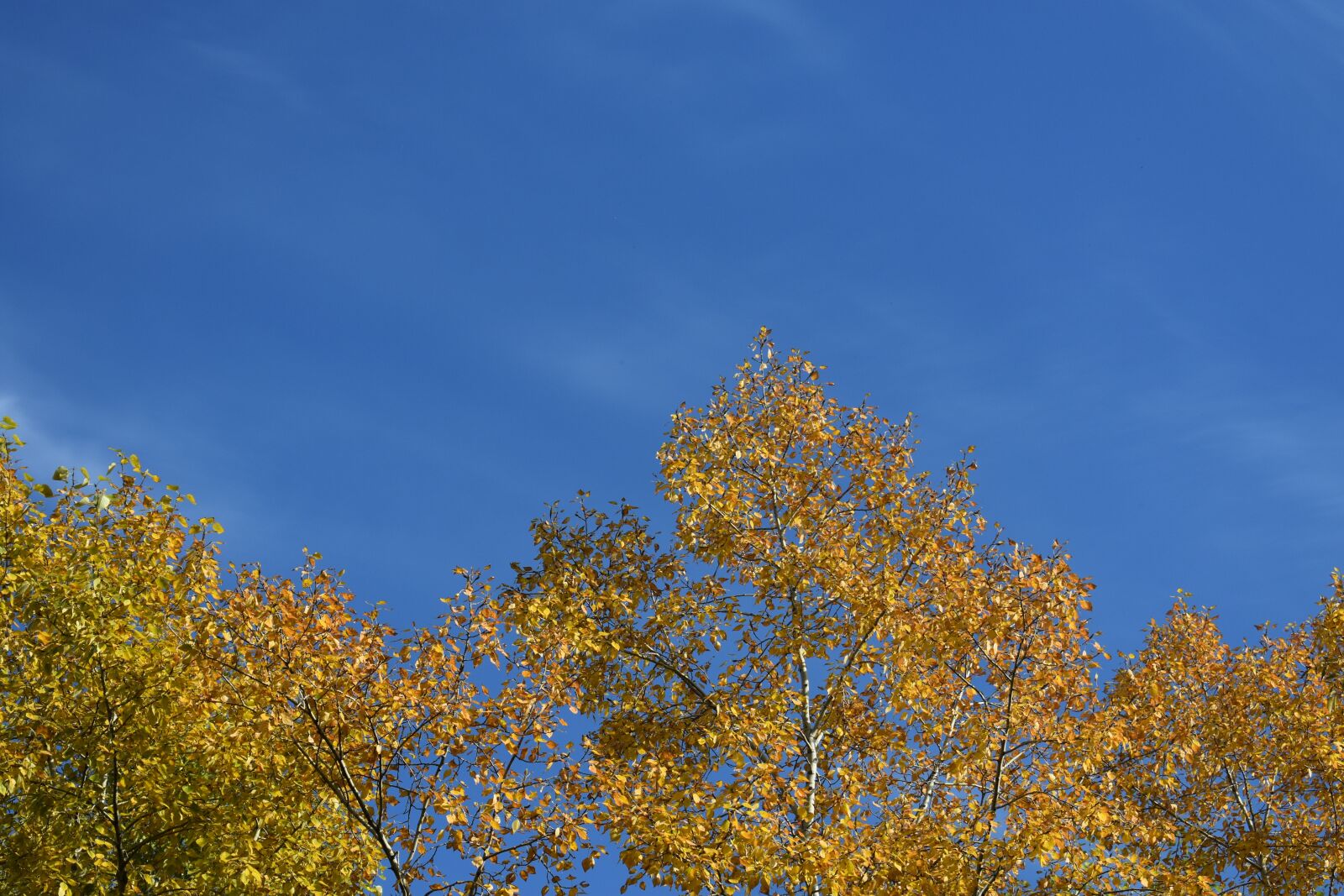 Nikon D3400 sample photo. Gold, autumn, foliage photography