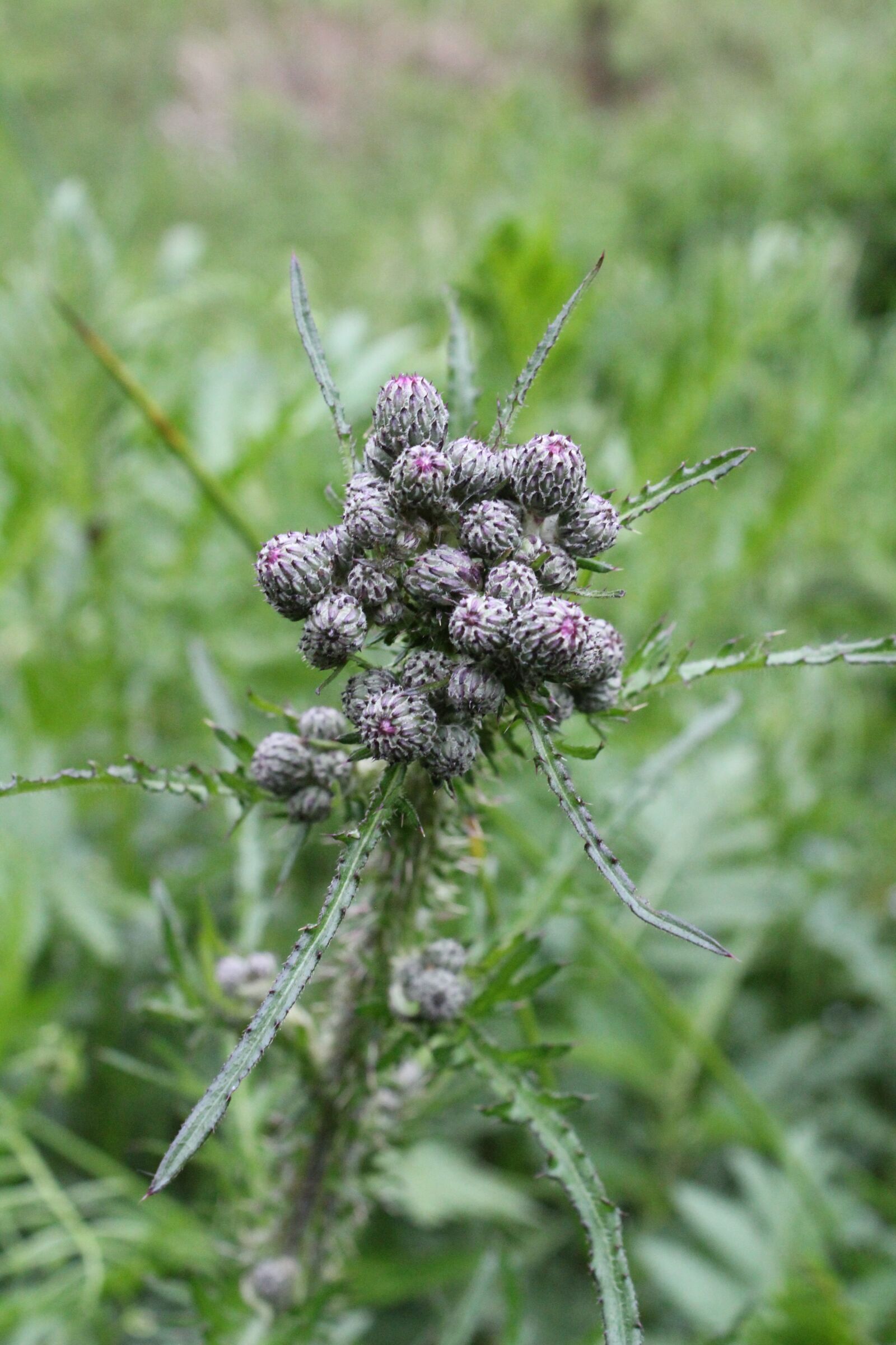 Canon EOS 1300D (EOS Rebel T6 / EOS Kiss X80) sample photo. Thistle, pink, nature photography