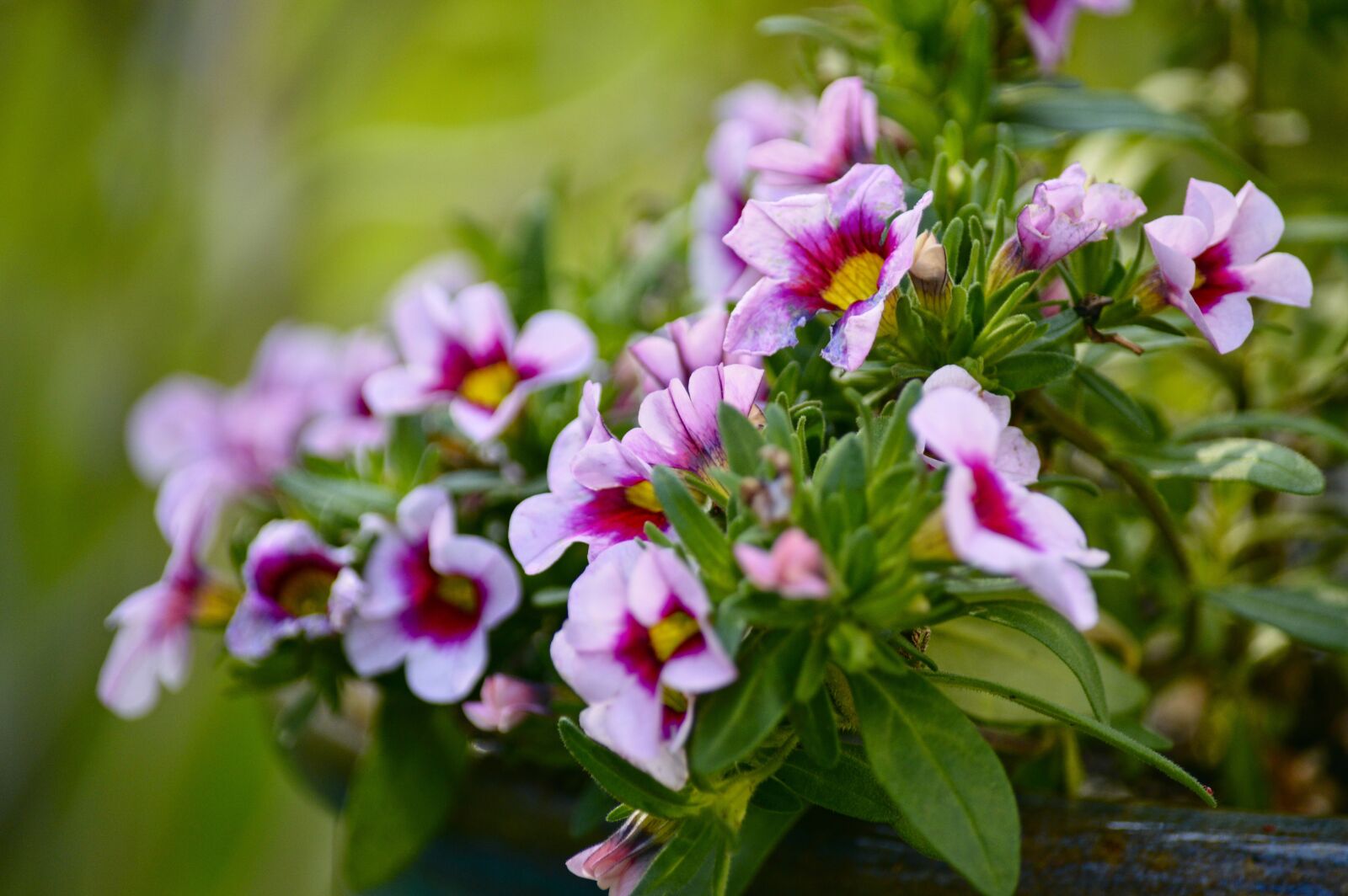 Nikon D3200 sample photo. Flower, calibrachoa, plant photography