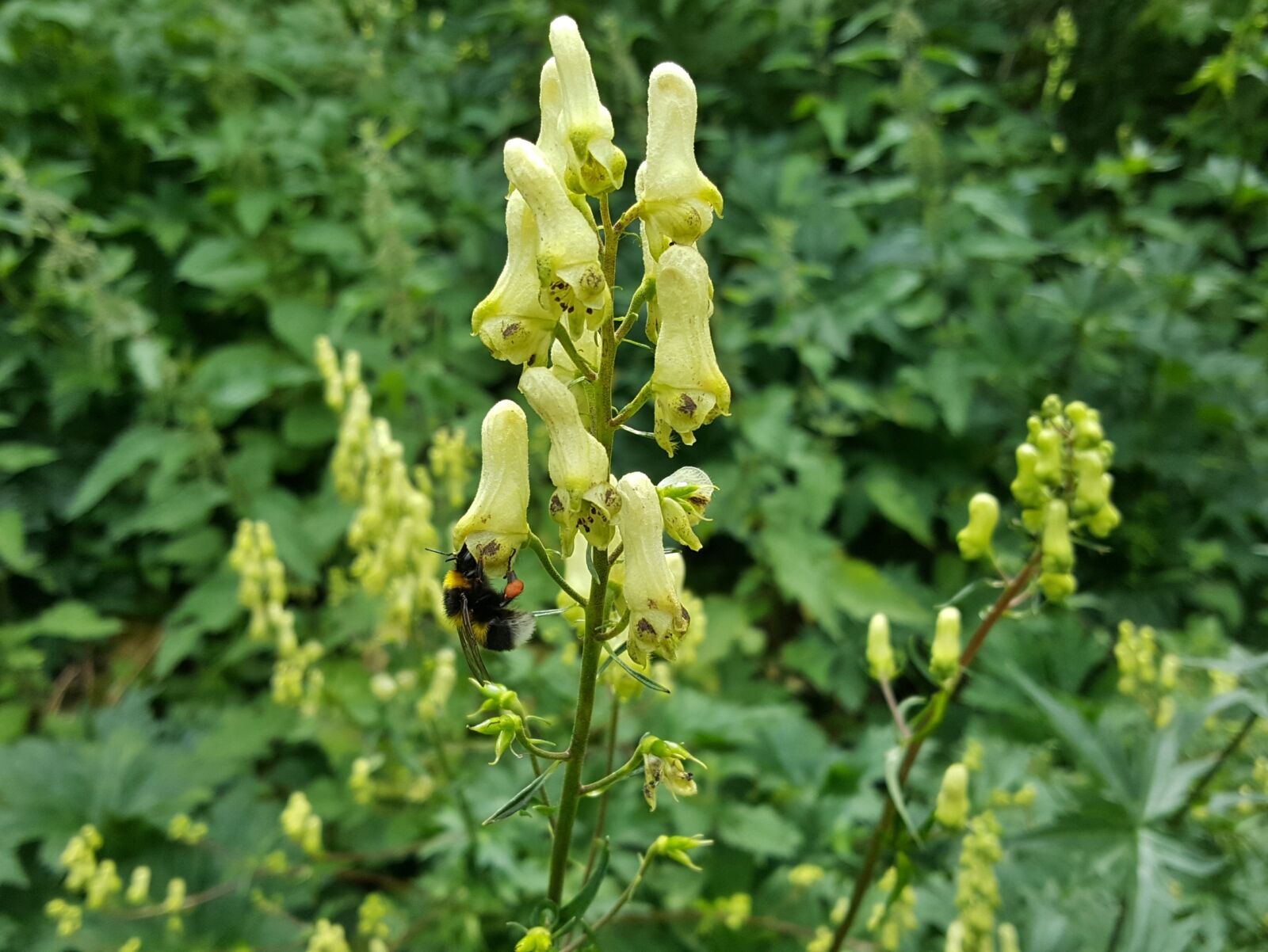 Samsung Galaxy S6 sample photo. Plant, summer, nature photography