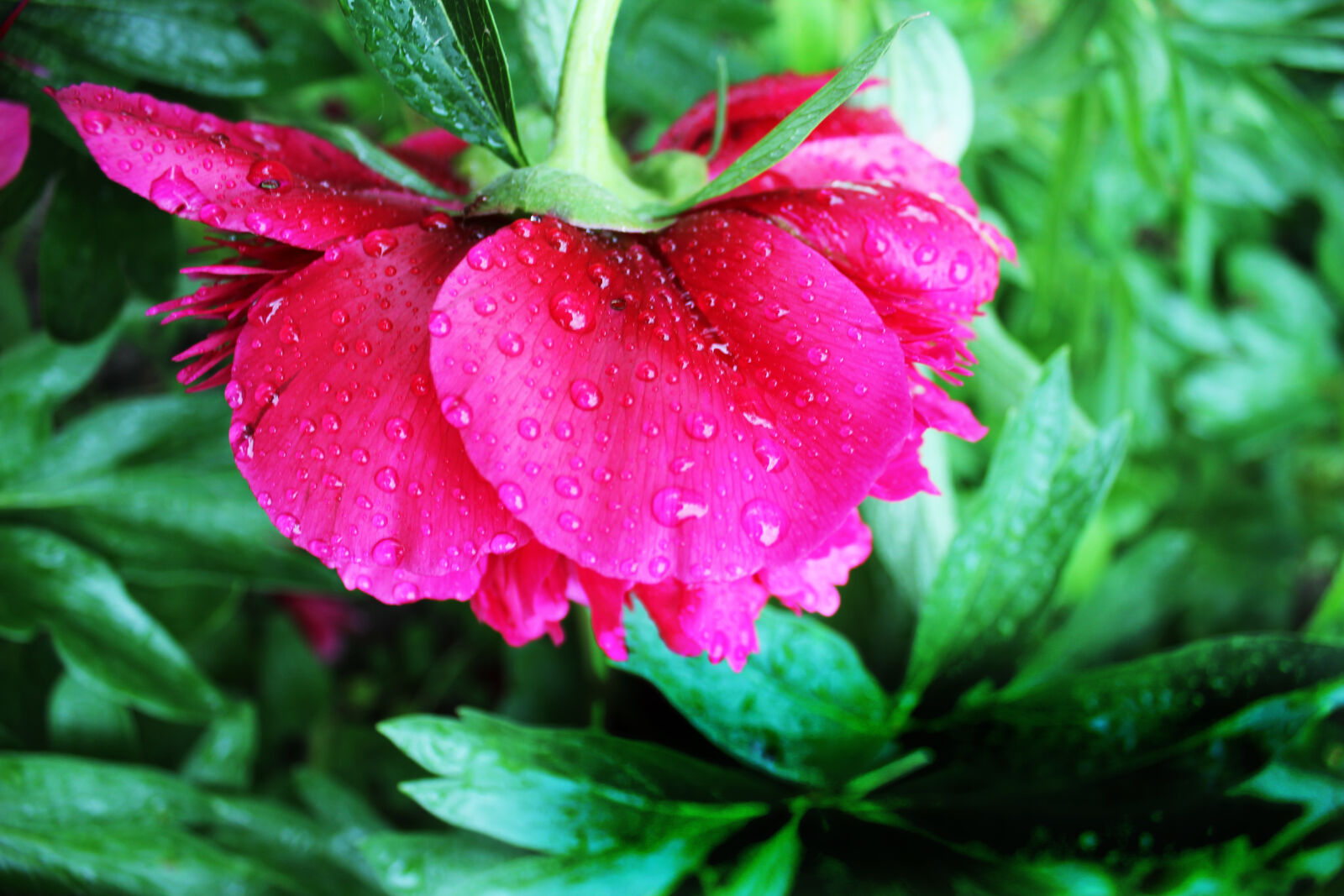 Canon EOS 550D (EOS Rebel T2i / EOS Kiss X4) + Canon EF-S 18-55mm F3.5-5.6 IS sample photo. Pink, peony, flower, in photography