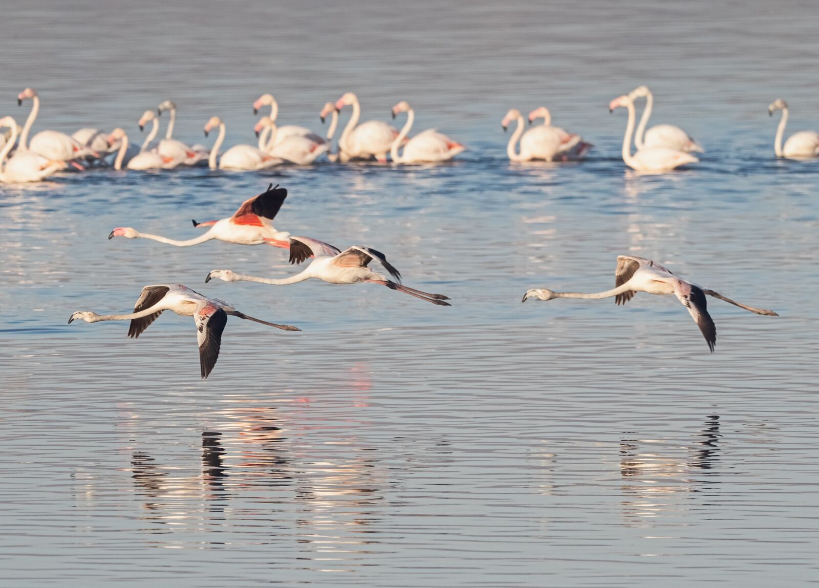 M.300mm F4.0 + MC-14 sample photo. Greater flamingoes, flamingos, flying photography