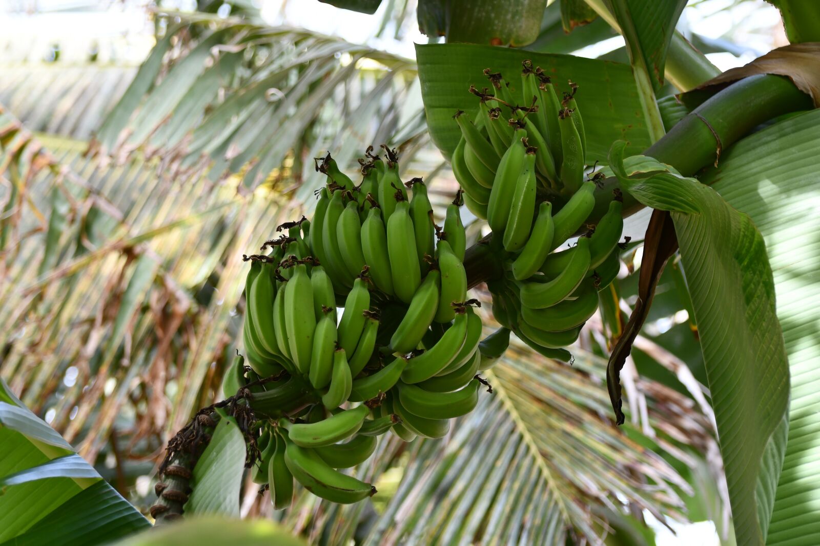 Nikon D7500 sample photo. Banana plant, bananas, cape photography