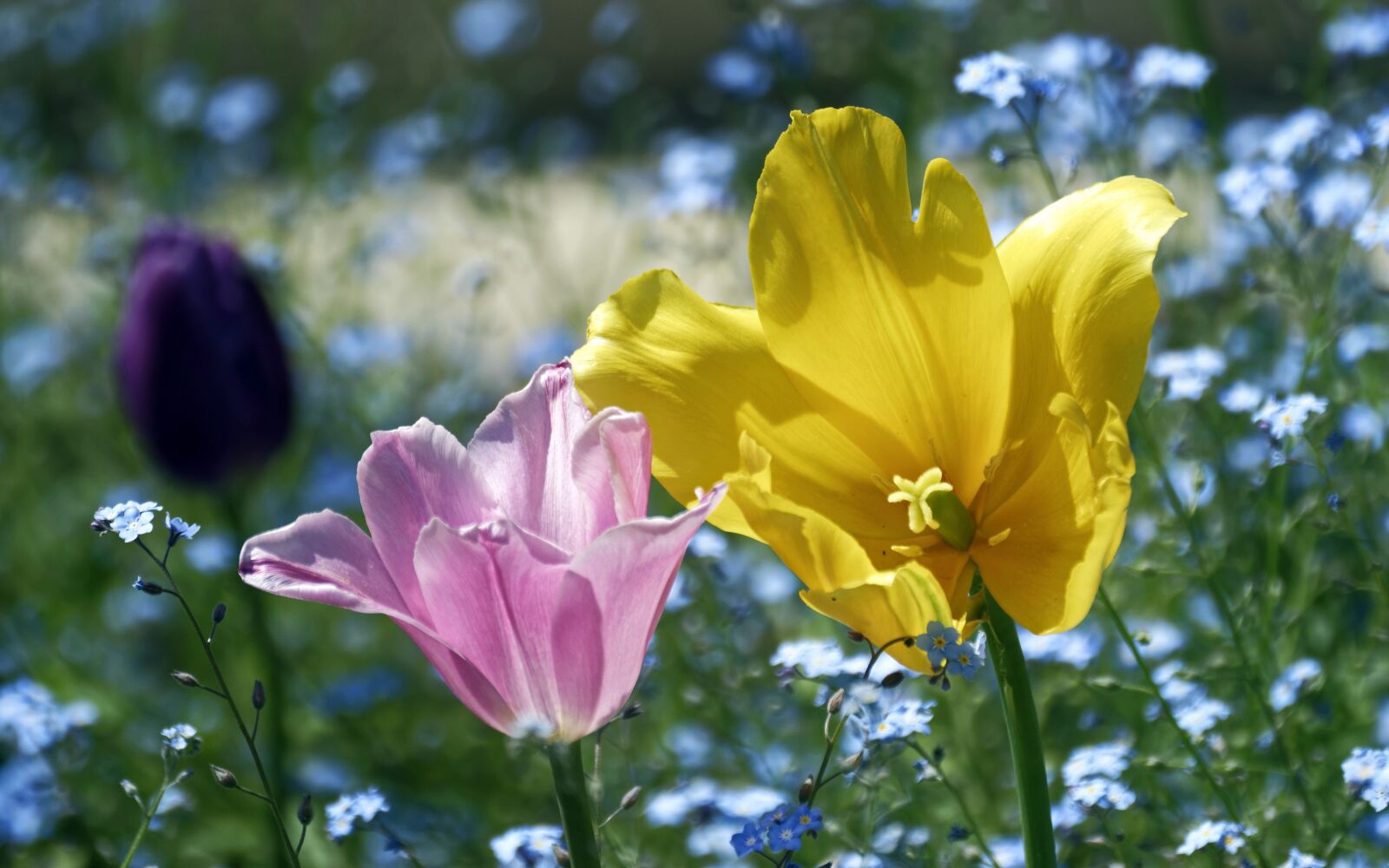 Nikon D5300 sample photo. Flowers, colors, plant photography