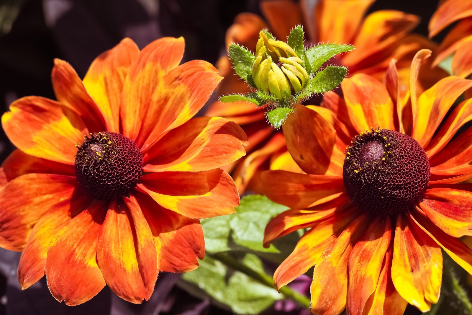 Olympus OM-D E-M10 sample photo. Flowers, coneflower, blossom photography