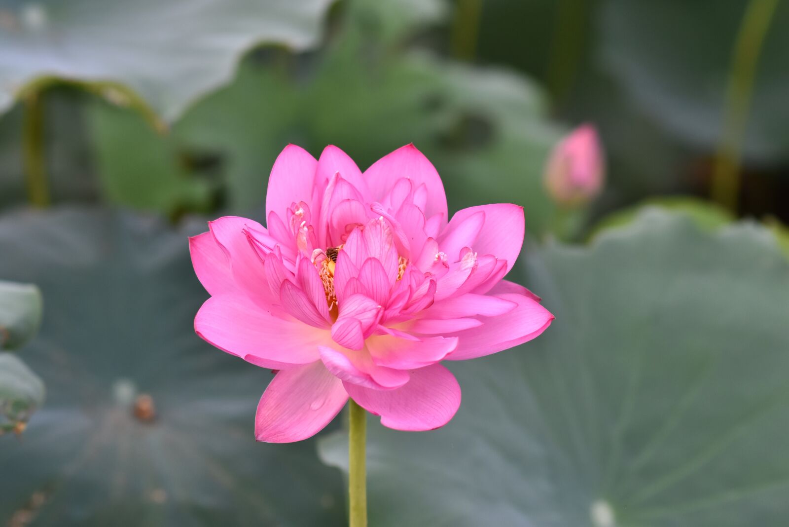 Nikon D7200 sample photo. Plant, flower, lotus photography