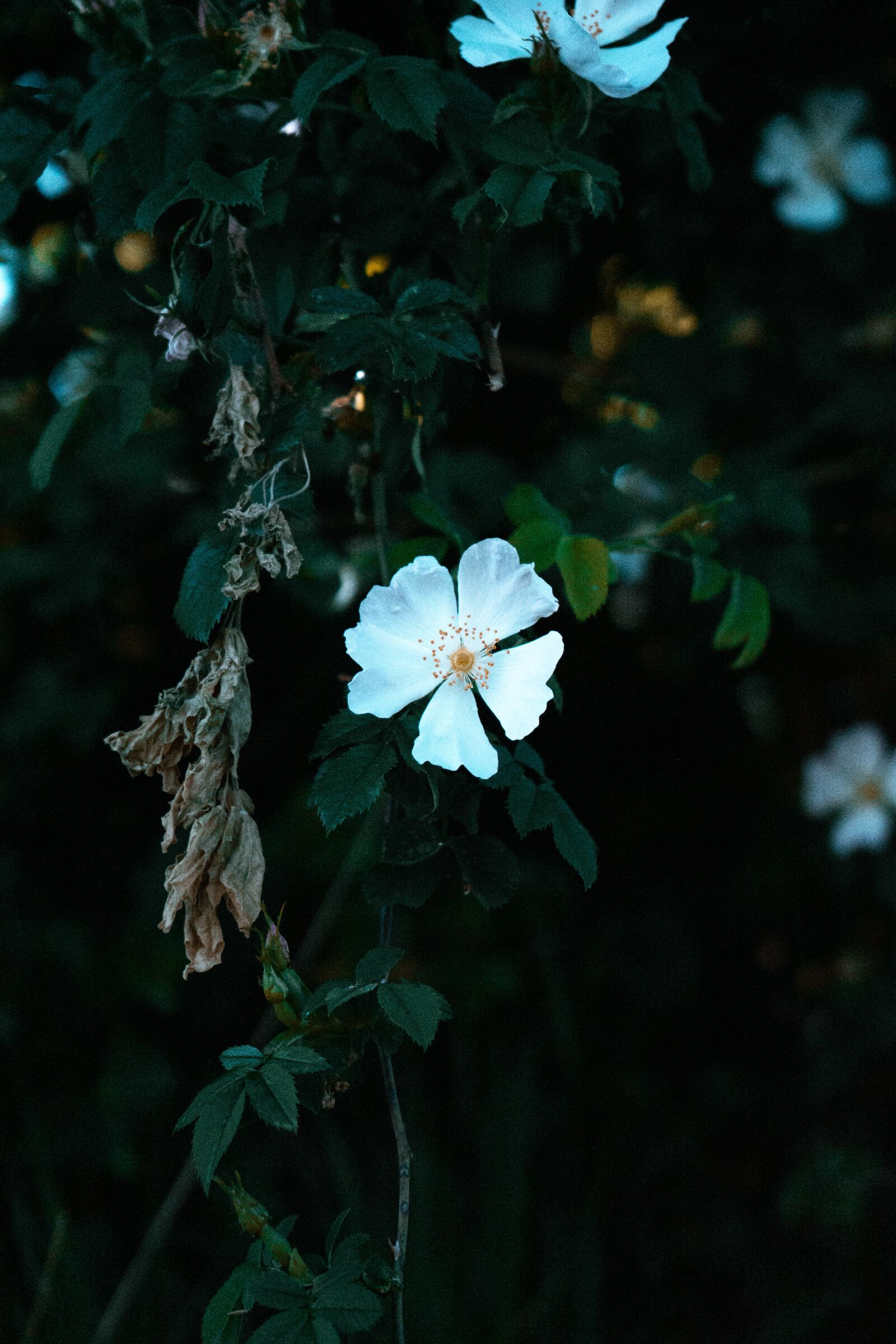 Sony a7 II sample photo. Flowers, nature, moody photography