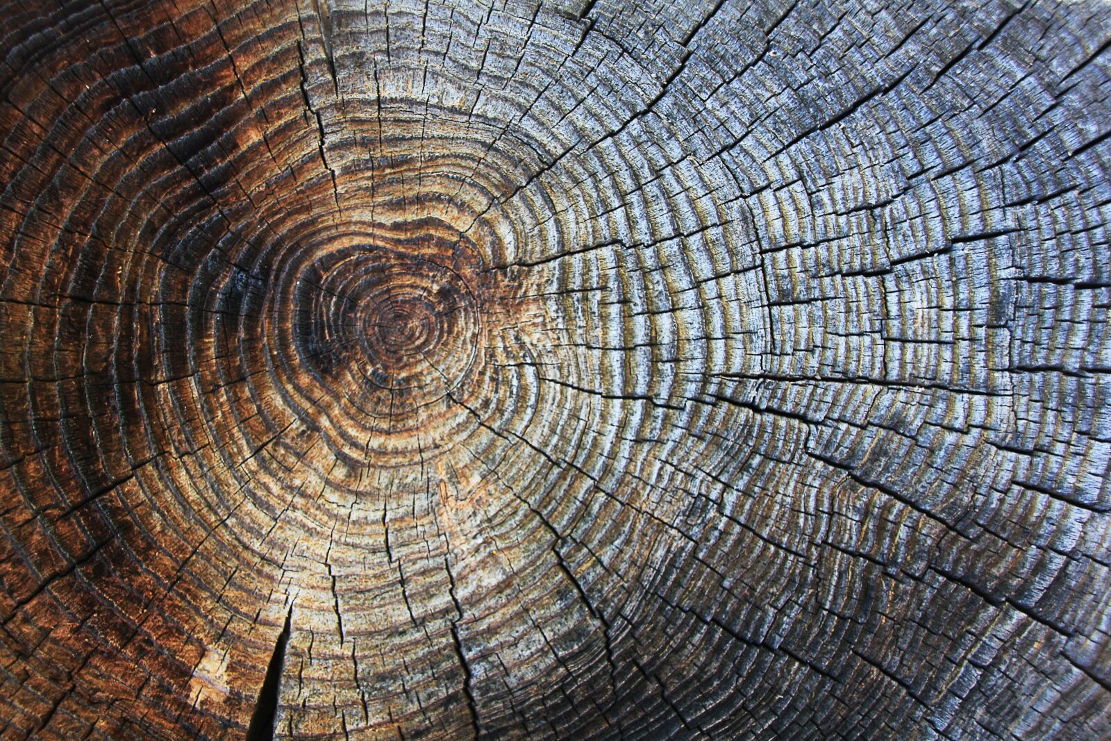 Canon EOS 550D (EOS Rebel T2i / EOS Kiss X4) sample photo. Wood, texture, annual rings photography
