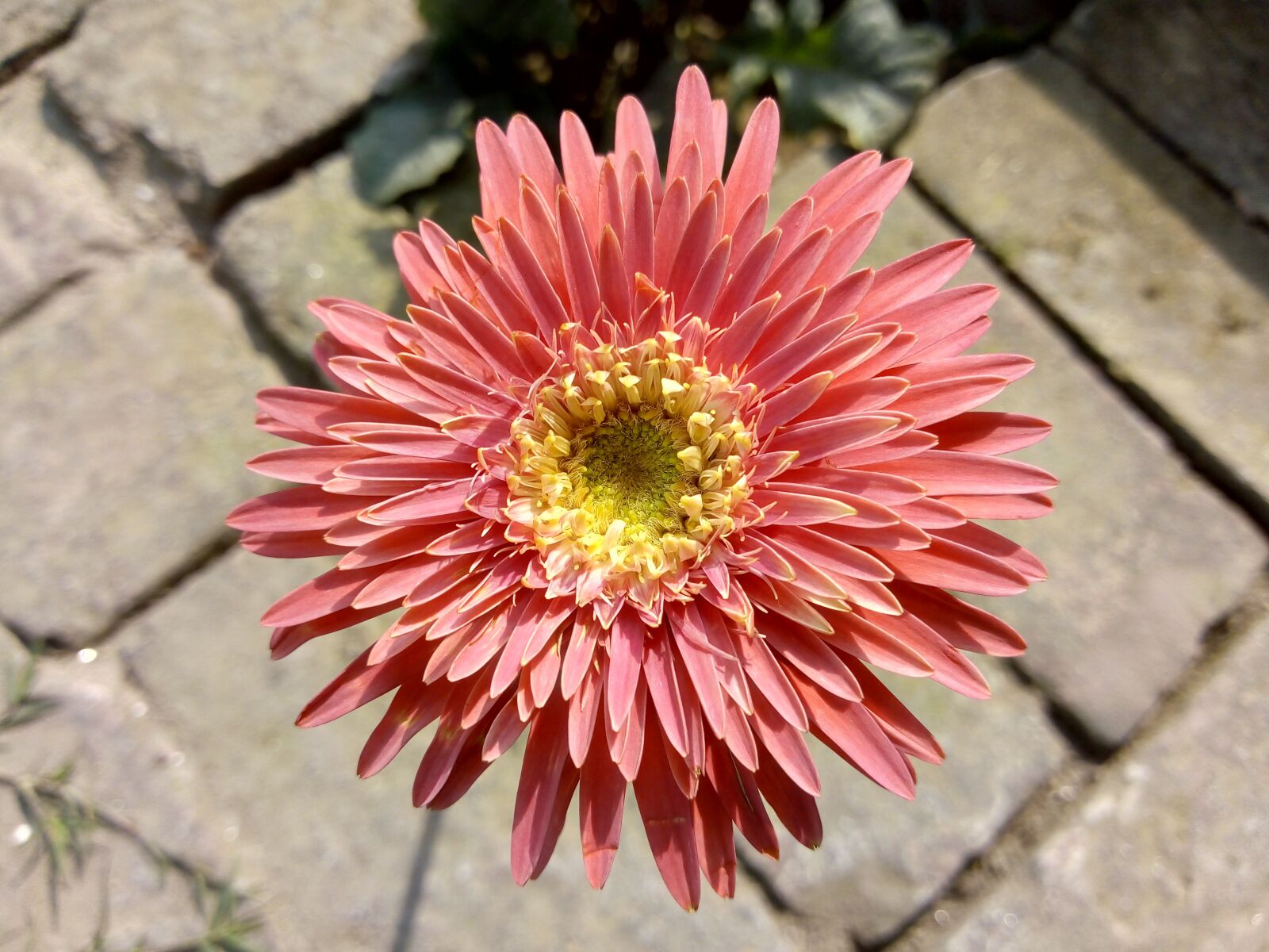 Motorola Moto E (4) Plus sample photo. Flower, flora, nature photography