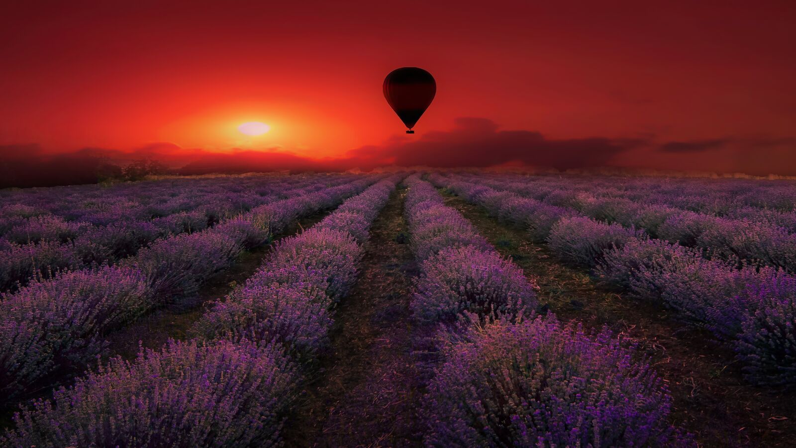 Tamron SP 24-70mm F2.8 Di VC USD sample photo. Lavender, field, purple photography