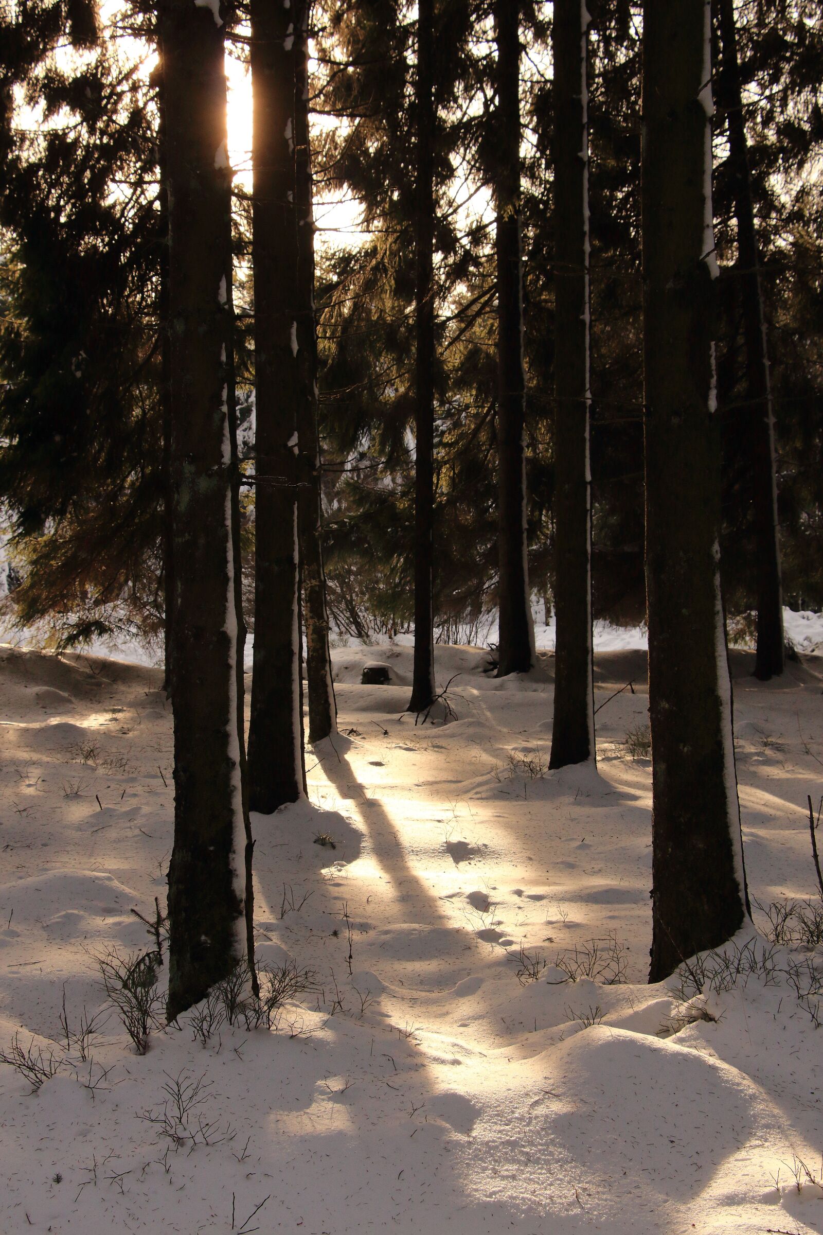 Canon EOS 700D (EOS Rebel T5i / EOS Kiss X7i) sample photo. Forest, snow, winter photography