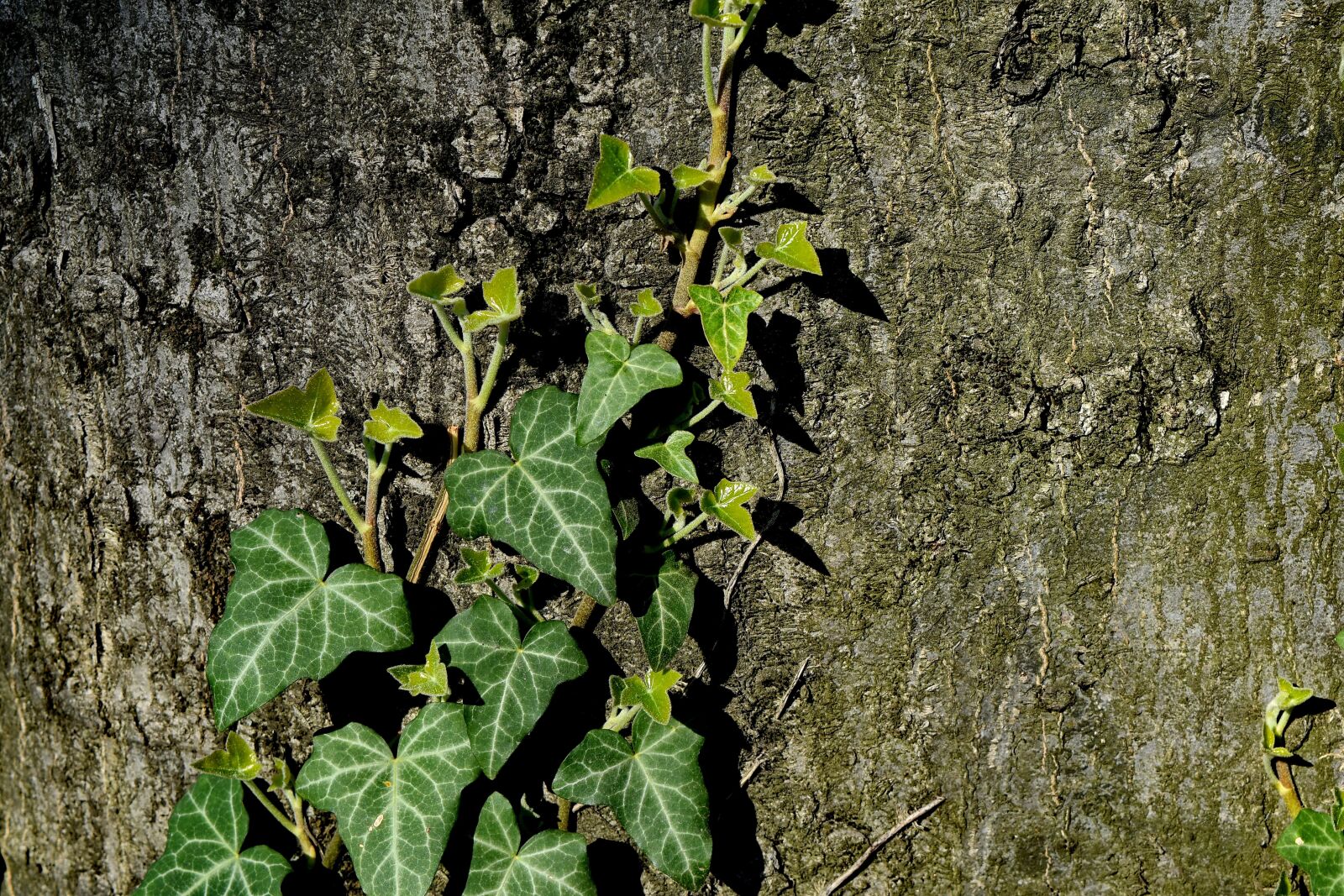 Nikon D5500 sample photo. Green leaf, trees, ivy photography