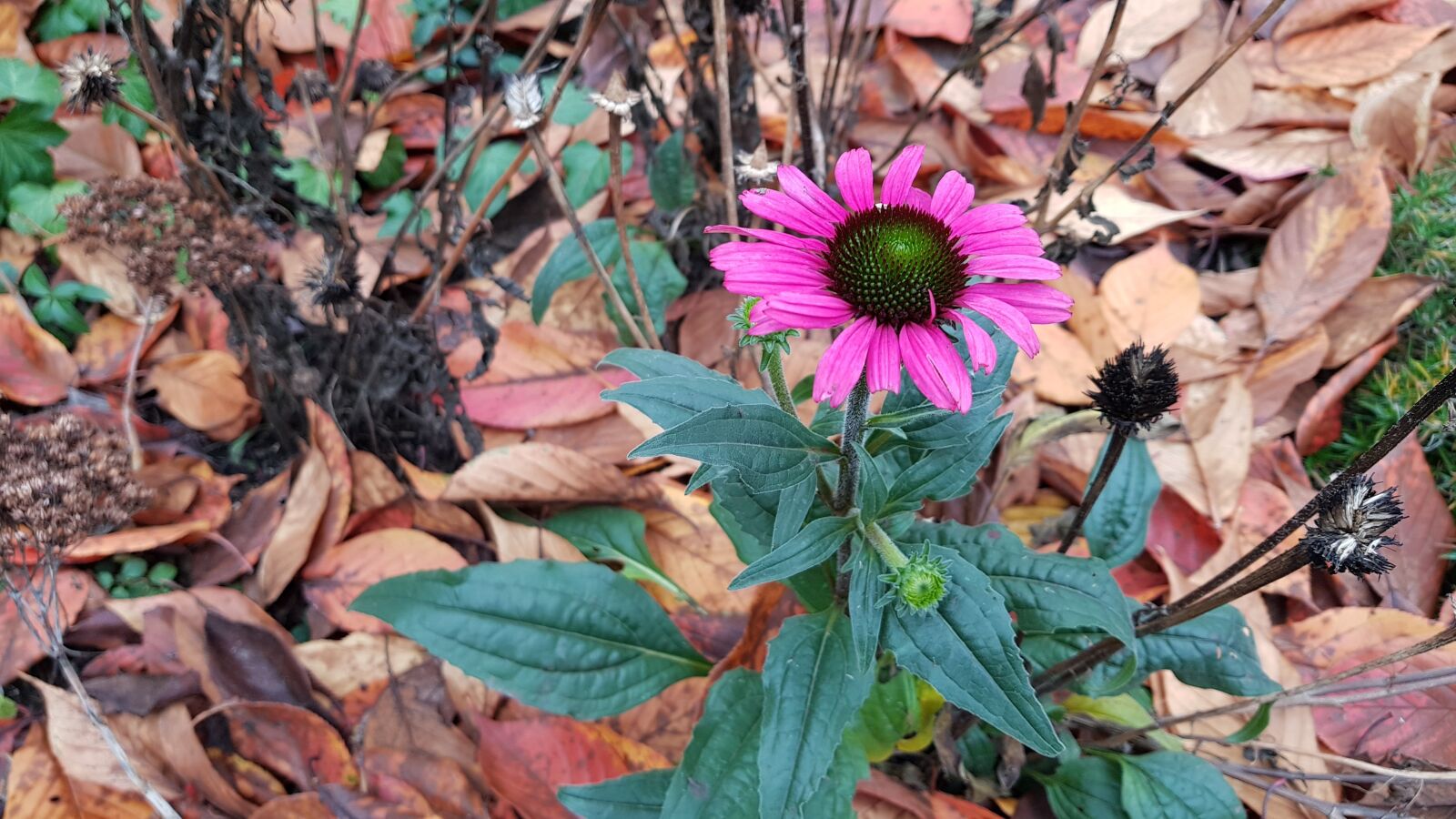 Samsung Galaxy S8+ sample photo. Loner, outcast, lonely photography