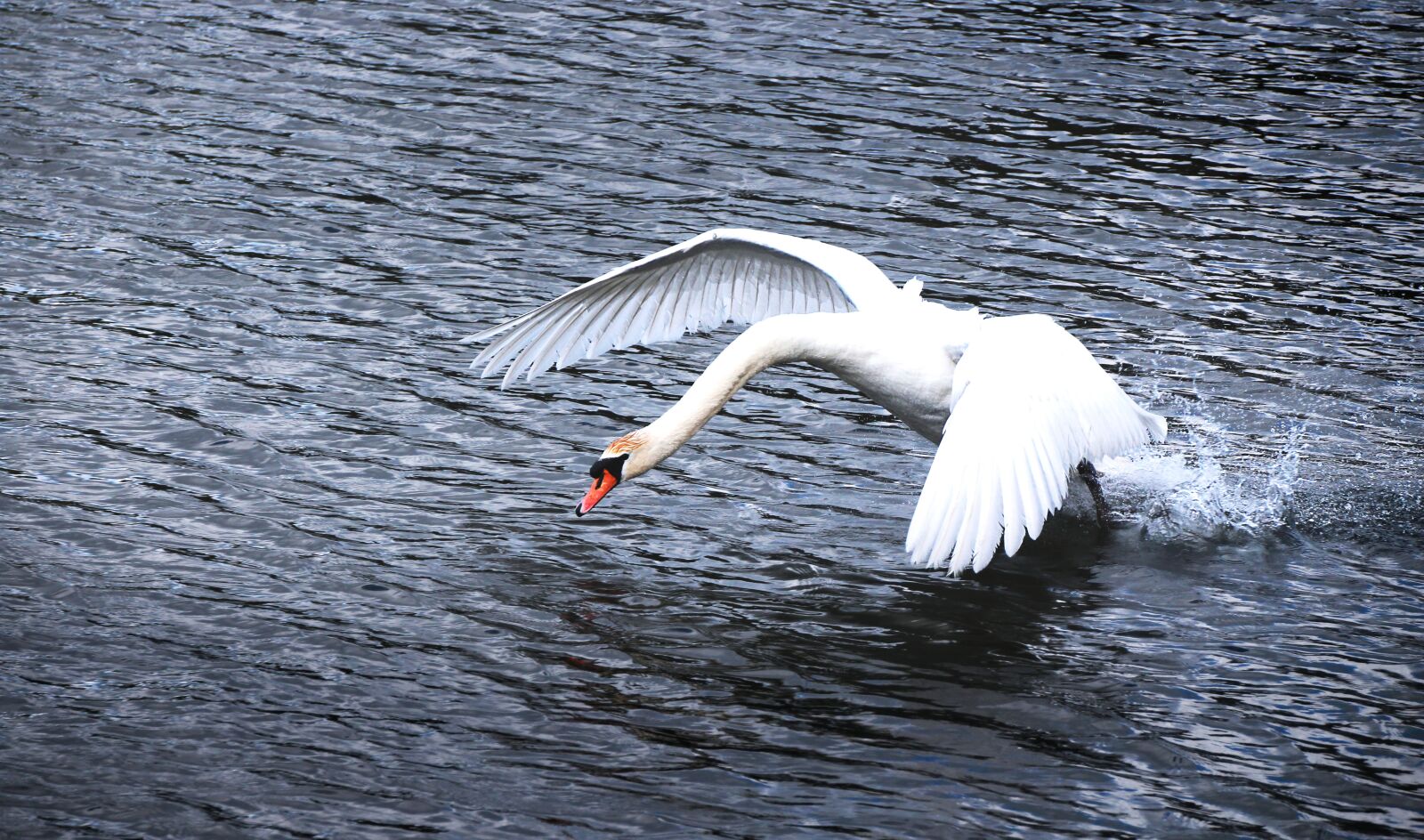 Canon EOS 1300D (EOS Rebel T6 / EOS Kiss X80) sample photo. Swan, water, start photography