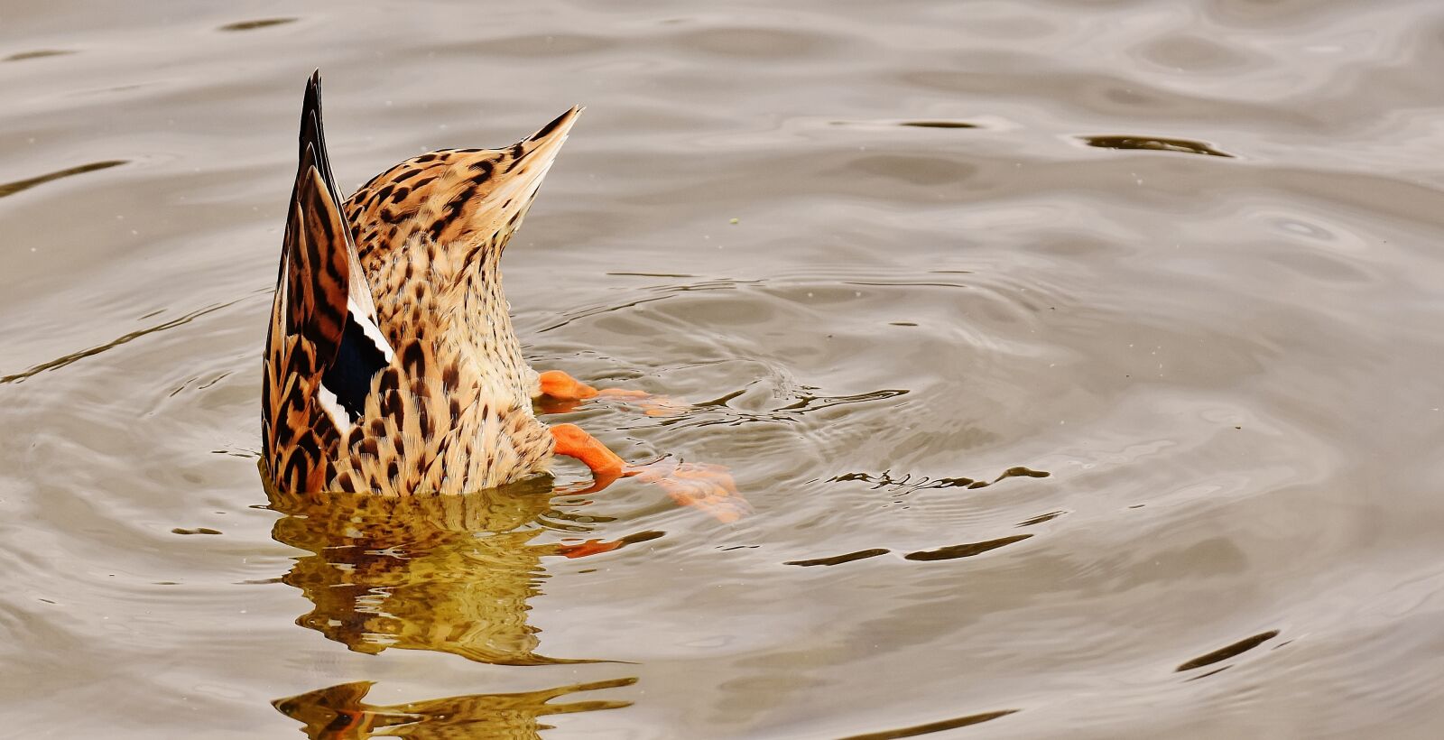 Nikon D7200 sample photo. Duck, dive, mallard photography