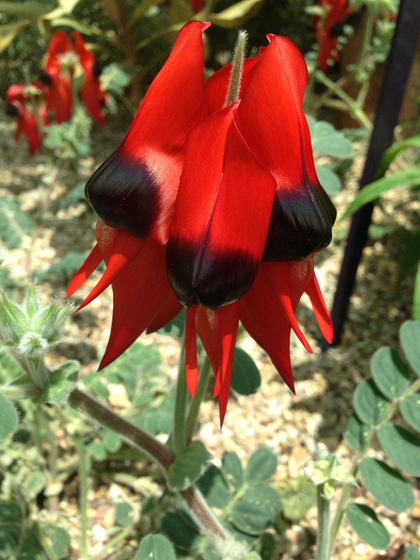 iPhone 5c back camera 4.12mm f/2.4 sample photo. Flower, red flower, flower photography
