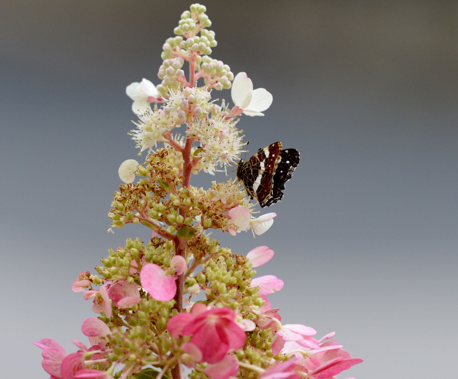 Nikon D600 sample photo. Butterfly, flowers, pink photography