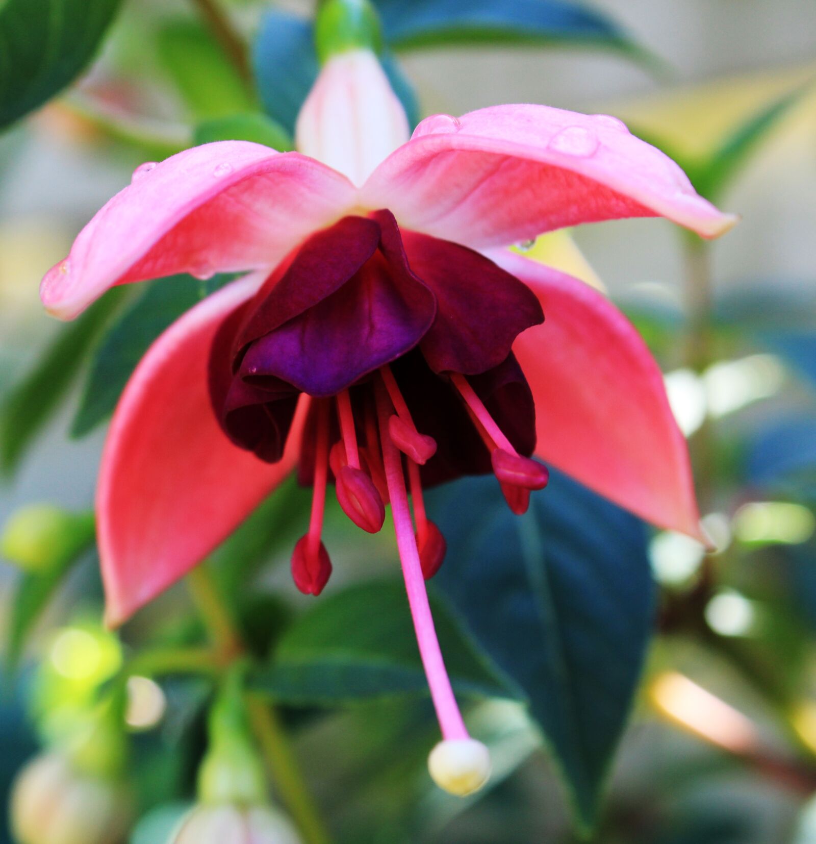 Canon EOS 2000D (EOS Rebel T7 / EOS Kiss X90 / EOS 1500D) sample photo. Fuchsias, flower, fuchsia photography