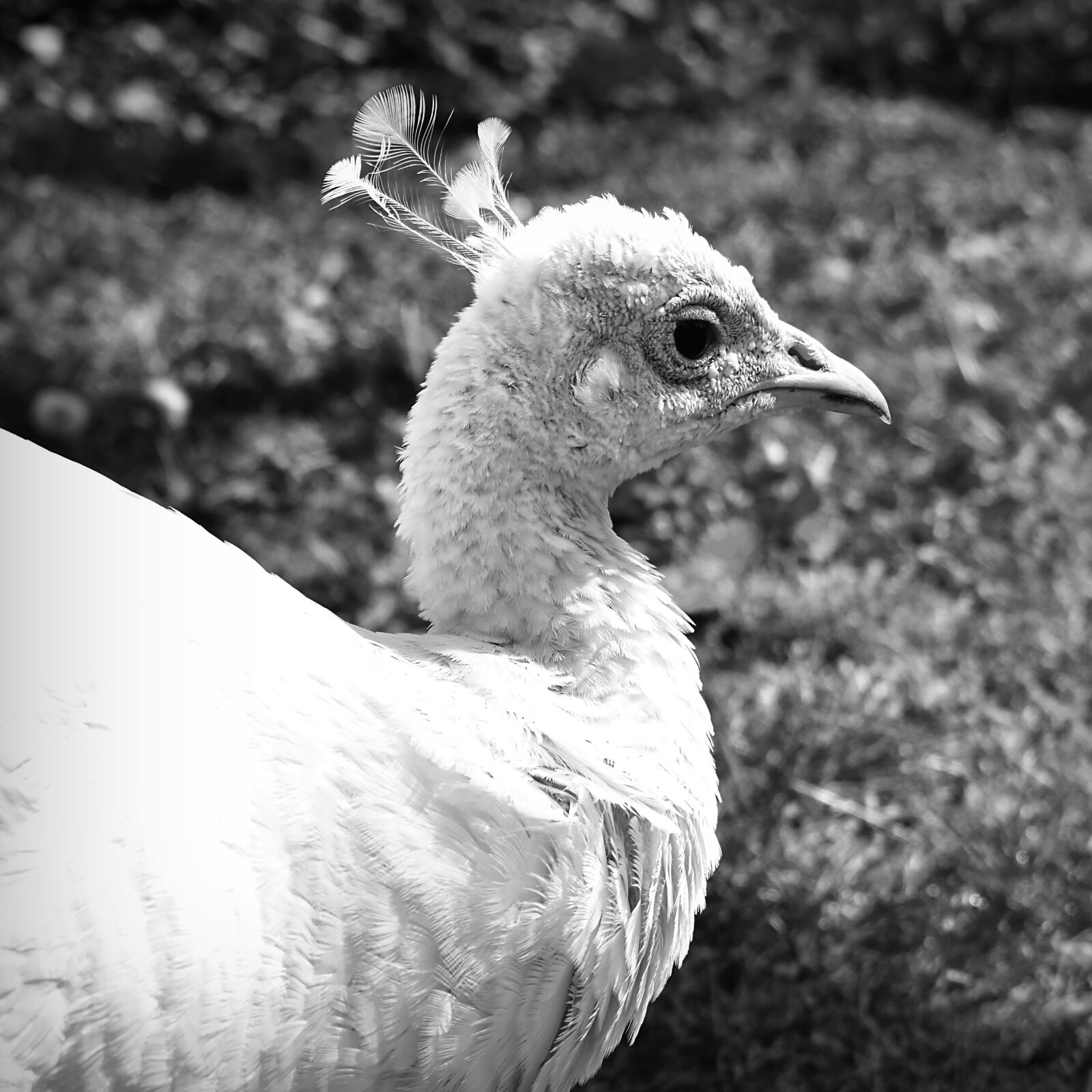 Nikon D3500 sample photo. Peacock, animal, feather photography