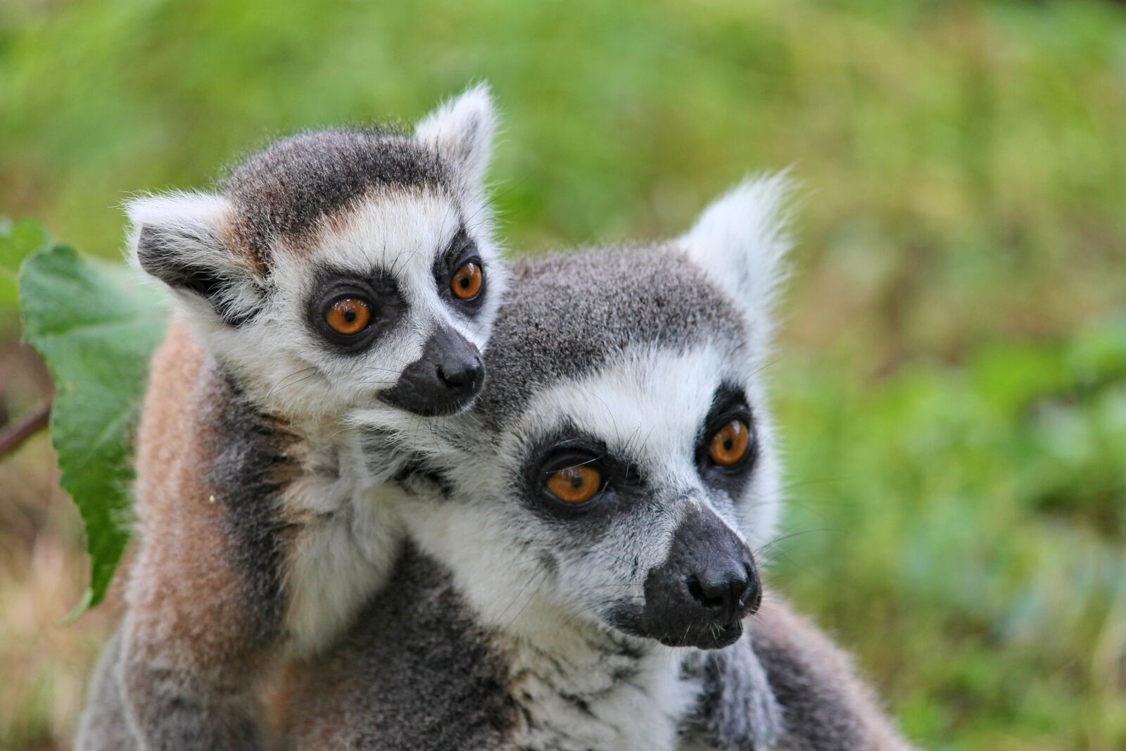 Canon EOS 1100D (EOS Rebel T3 / EOS Kiss X50) sample photo. Makis, lemur, lemurs monkeys photography