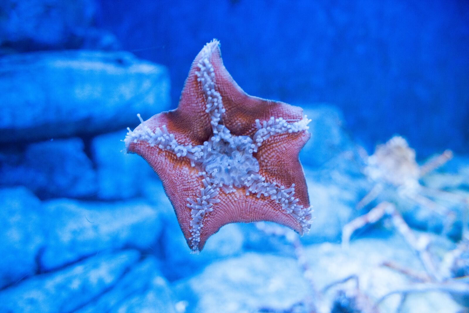 Canon EF-S 18-55mm F3.5-5.6 II sample photo. Starfish, aquarium, underwater photography