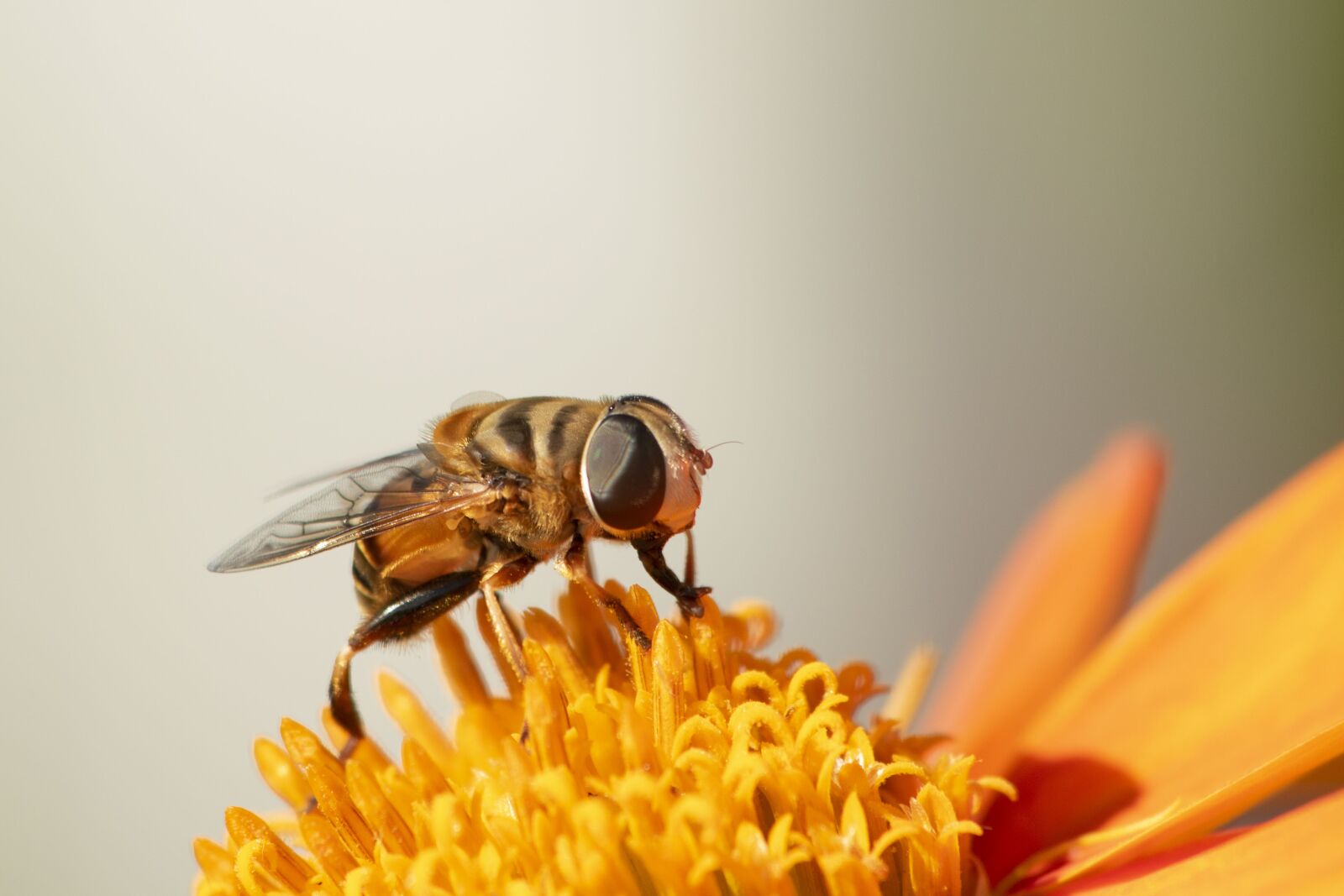 Nikon D5500 sample photo. Hoverfly, insects, flies photography