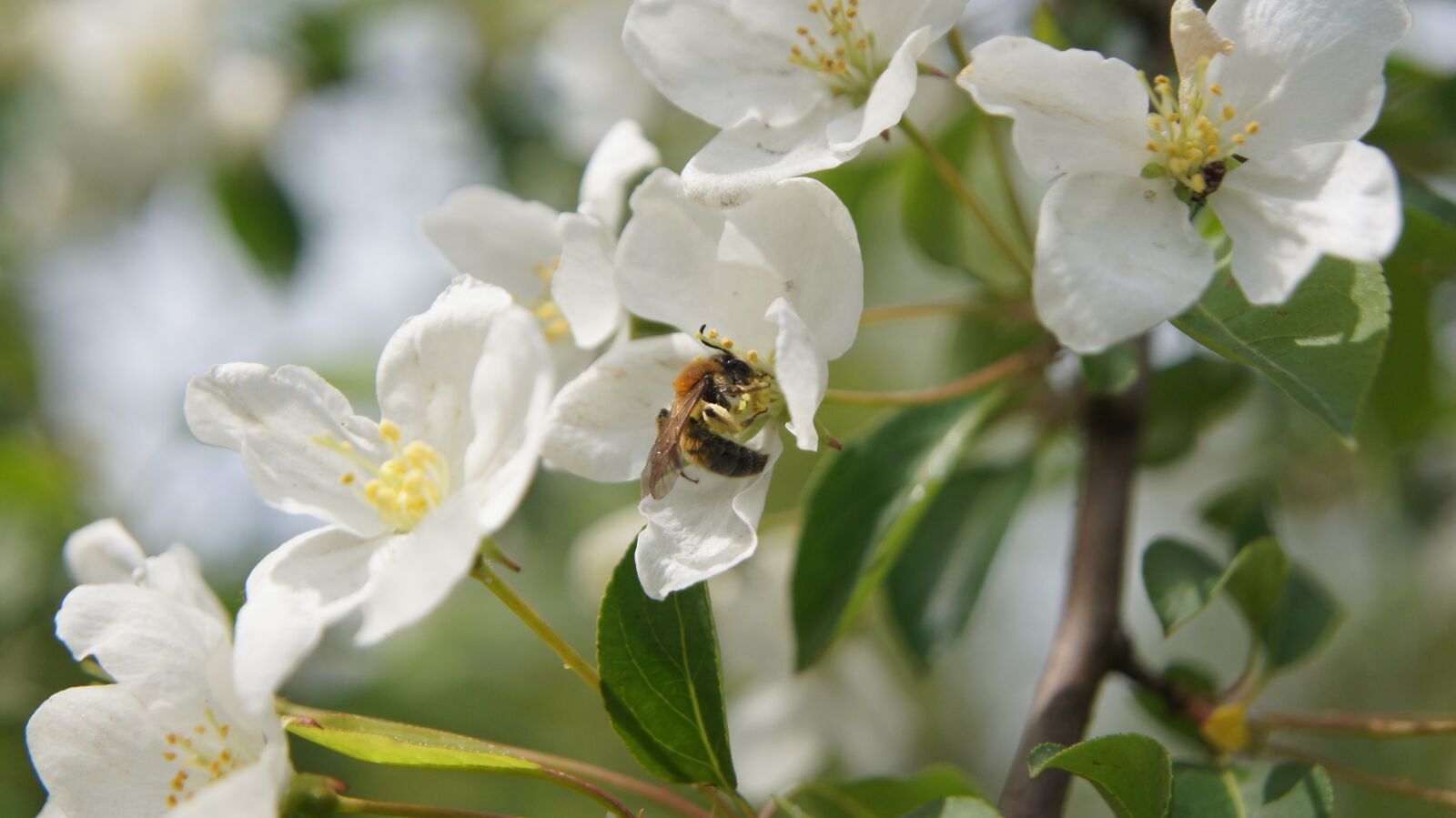 Sony SLT-A55 (SLT-A55V) sample photo. Apple blossom, bee, flower photography