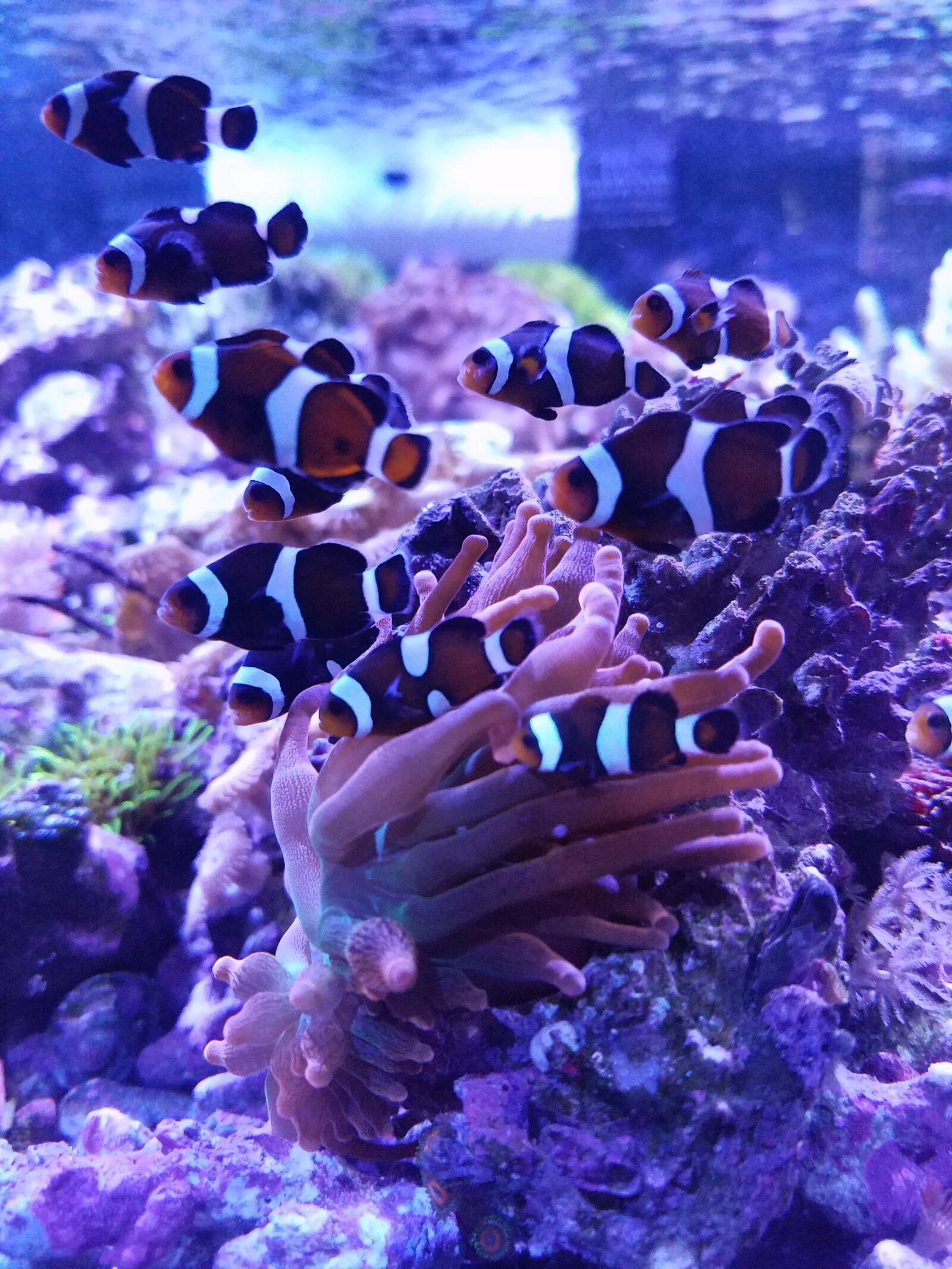 Samsung Galaxy S7 Edge sample photo. Underwater, coral, ocean photography