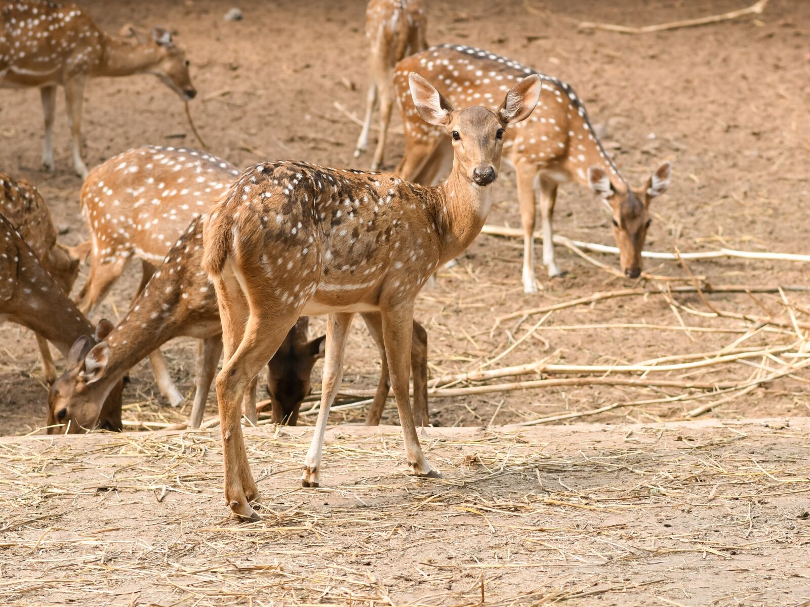 Nikon D850 sample photo. Nature, wildlife, mammal photography