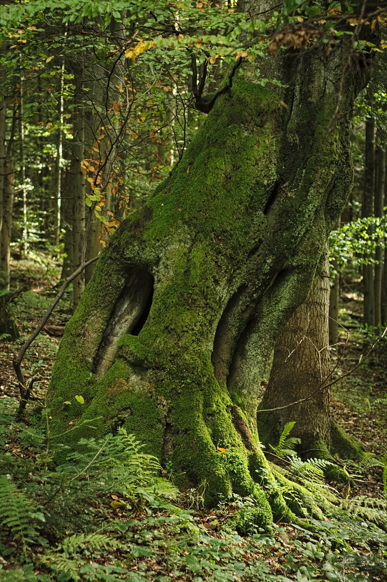 Nikon D90 sample photo. Tree, forest, moss photography