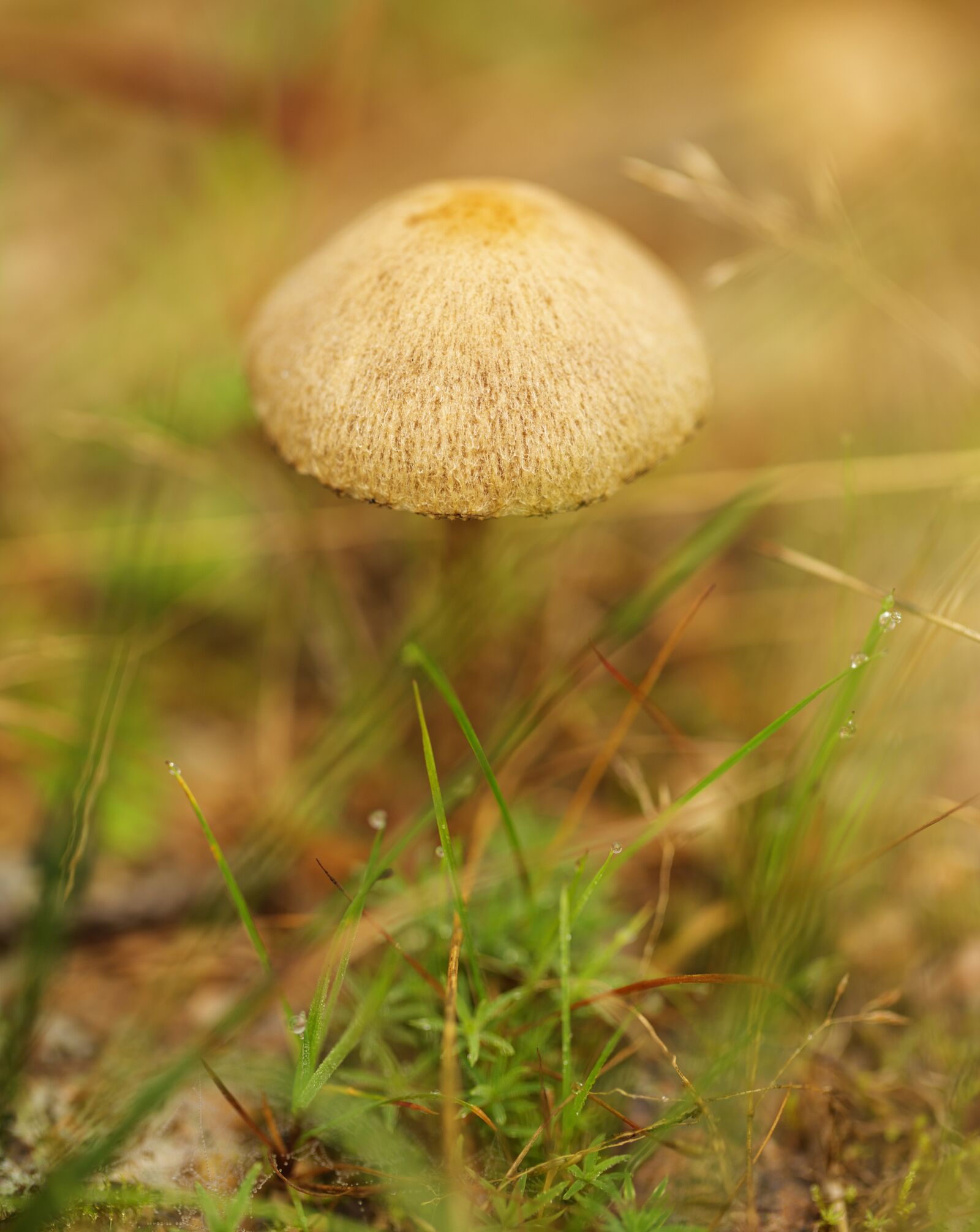 Canon EF 100mm F2.8L Macro IS USM sample photo. Mushrooms, the nature of photography