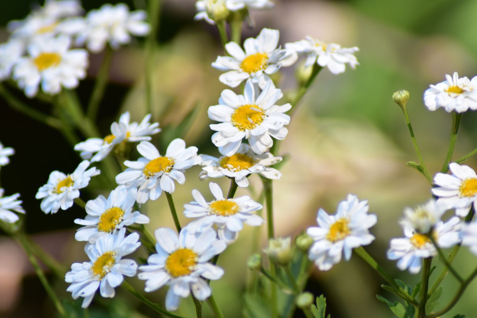 Nikon D3400 sample photo. Daisy, flower, blossom photography