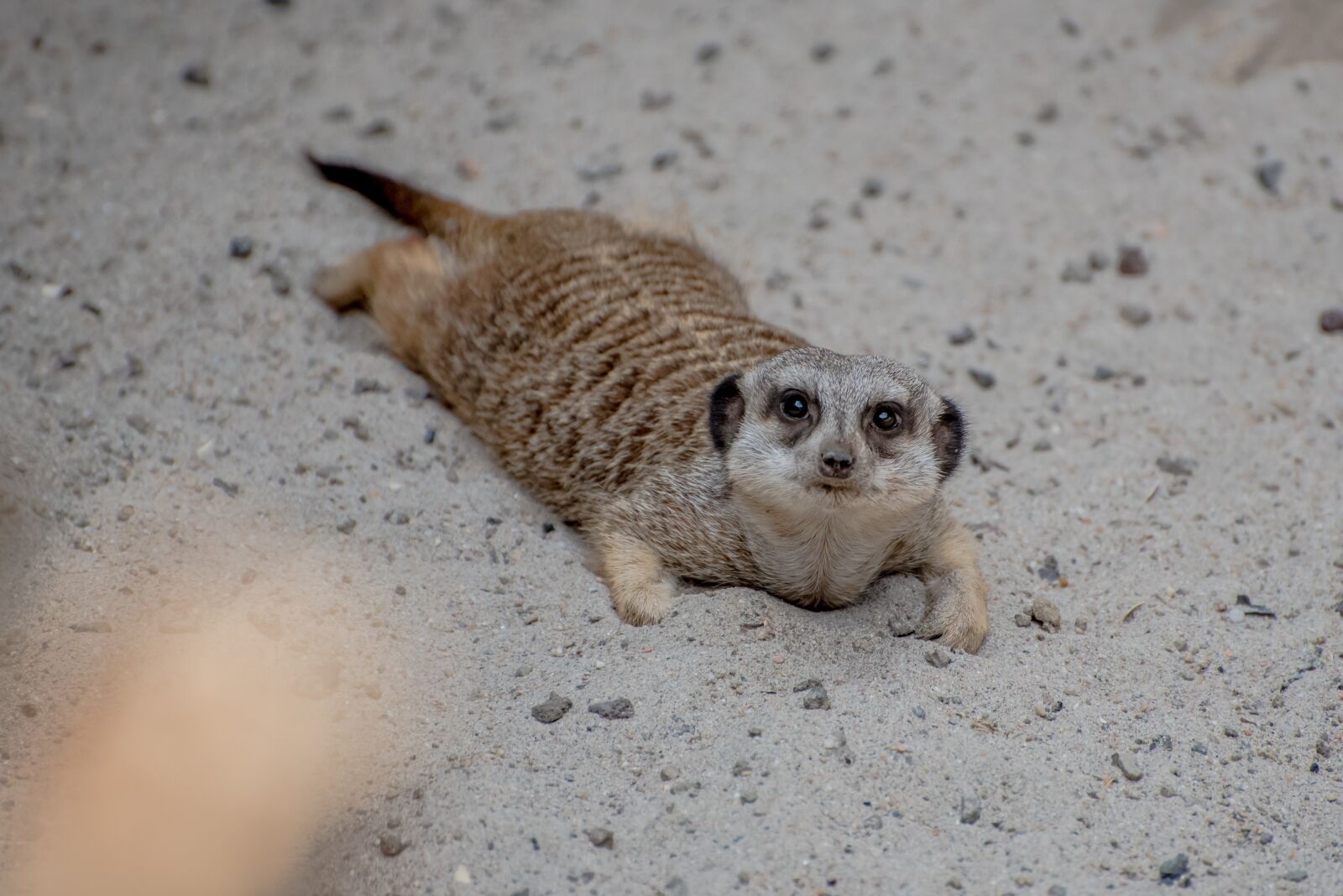 Nikon D750 sample photo. Meerkat, zoo, luxembourg photography
