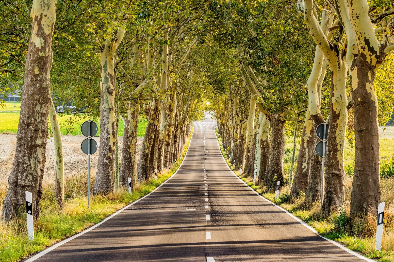 Canon EOS 80D sample photo. Avenue, road, landscape photography