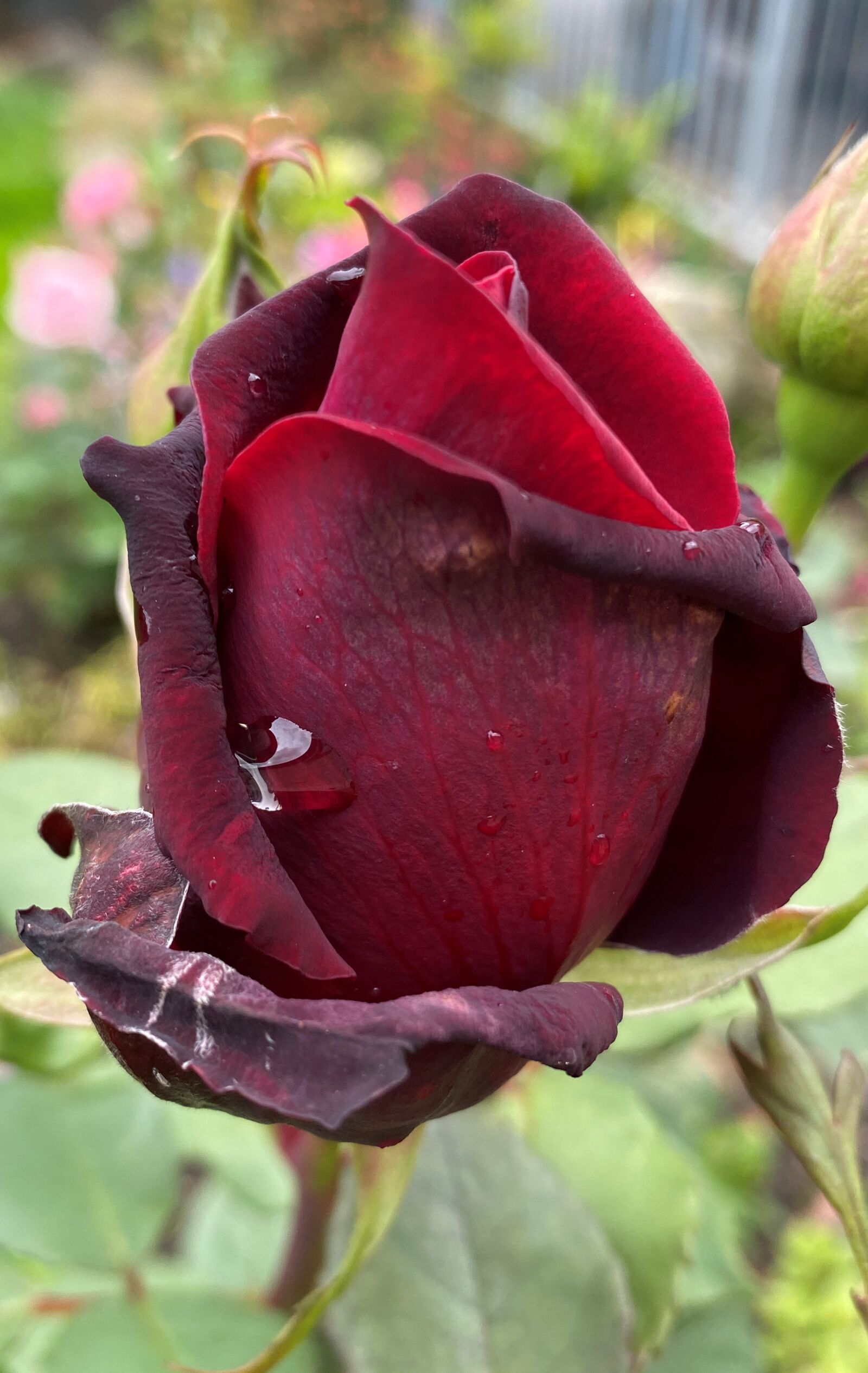 Apple iPhone 11 sample photo. Rose, bud, red photography