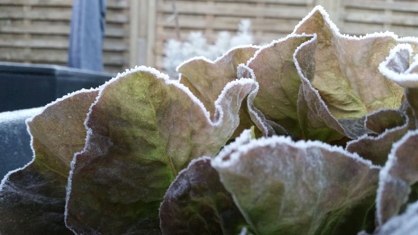 Samsung Galaxy S5 sample photo. Frost, rhyme, lettuce photography