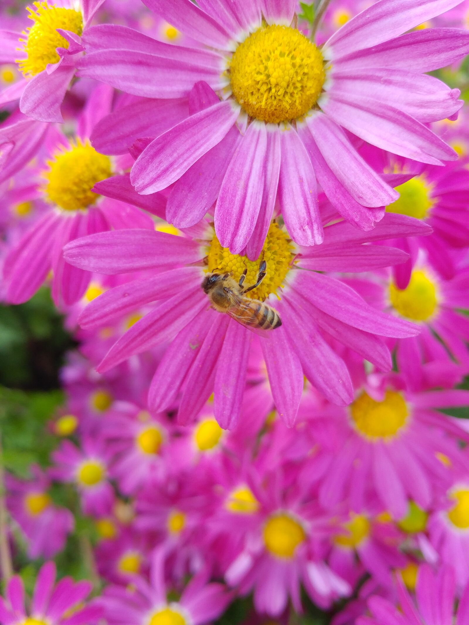 LG G5 sample photo. Flowers, yellow, autumn photography
