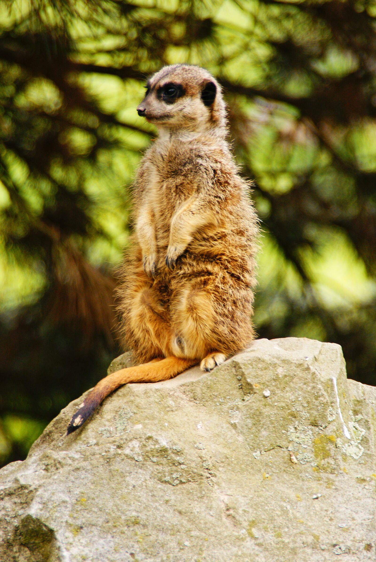 Sony Alpha DSLR-A200 sample photo. Surykatka, animal, zoological garden photography