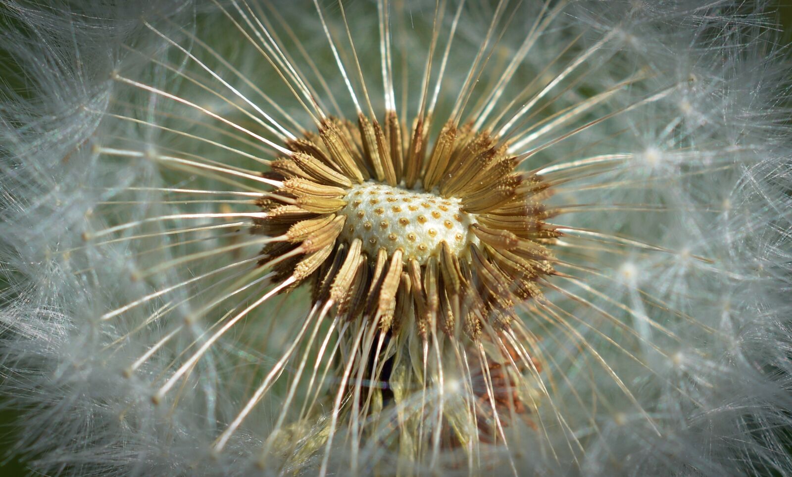 Nikon D5200 sample photo. Dandelion, close up, macro photography