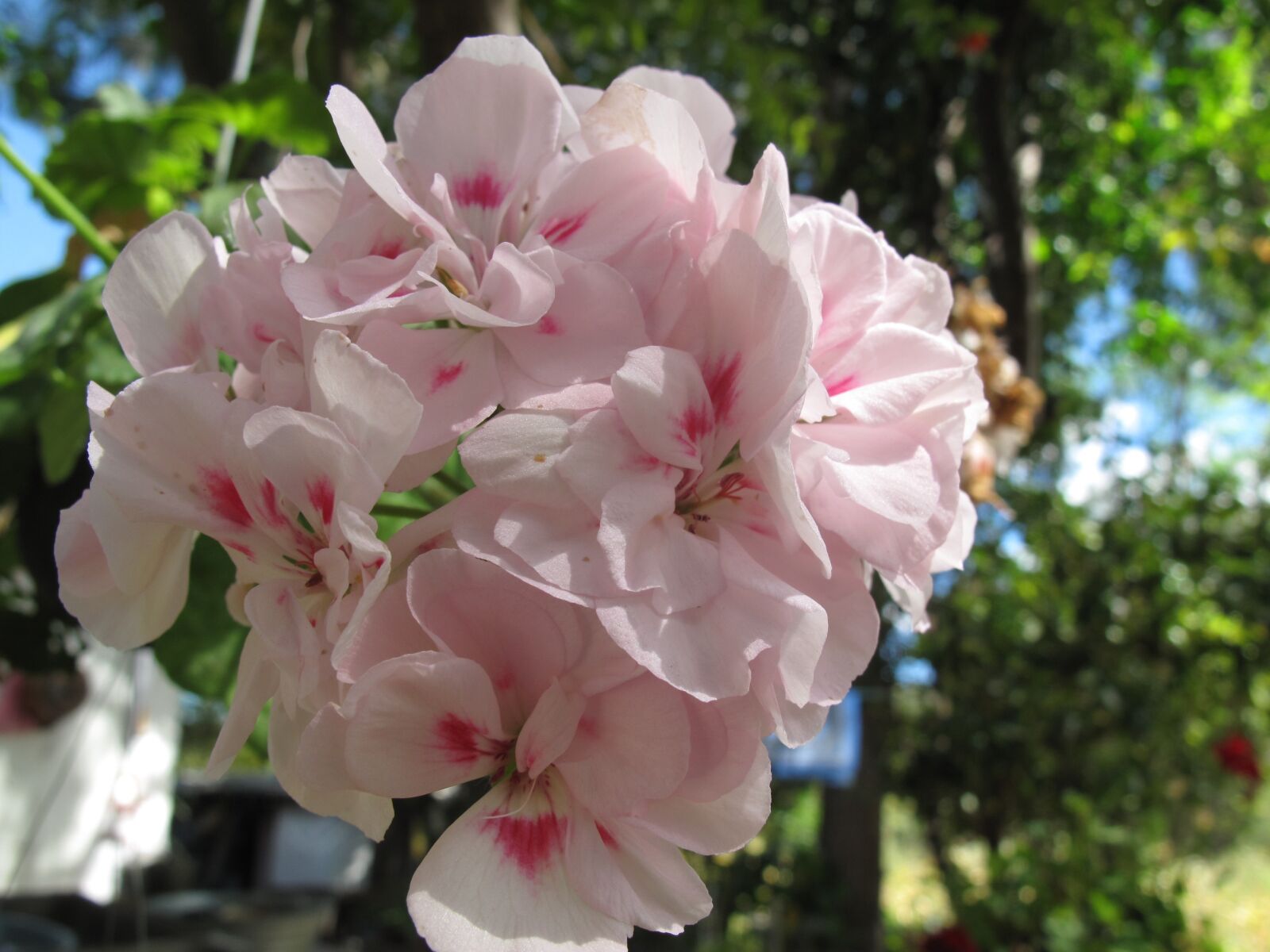 Canon PowerShot G10 sample photo. Flower, rosa, naturalezan photography