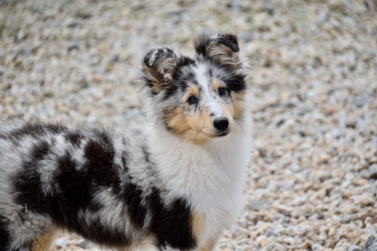Nikon D5600 sample photo. Dog, dog berger shetland photography