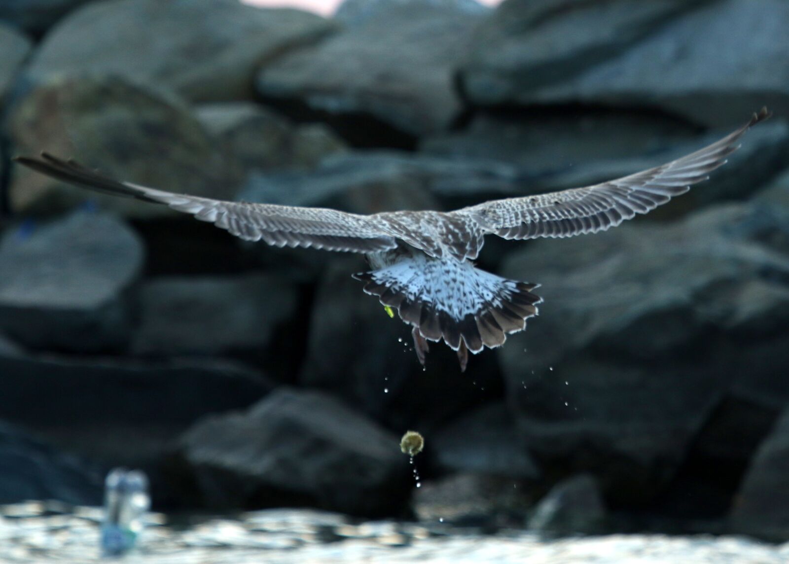 Canon EOS 7D Mark II + Canon EF 100-400mm F4.5-5.6L IS USM sample photo. Seagull, birds, food photography