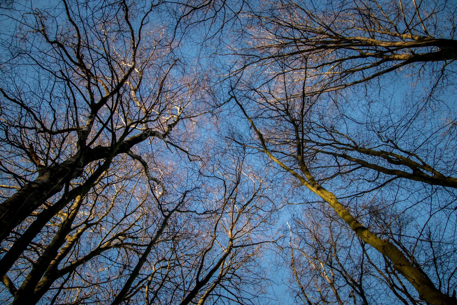 Canon EOS 80D sample photo. Forest, sky, sun photography