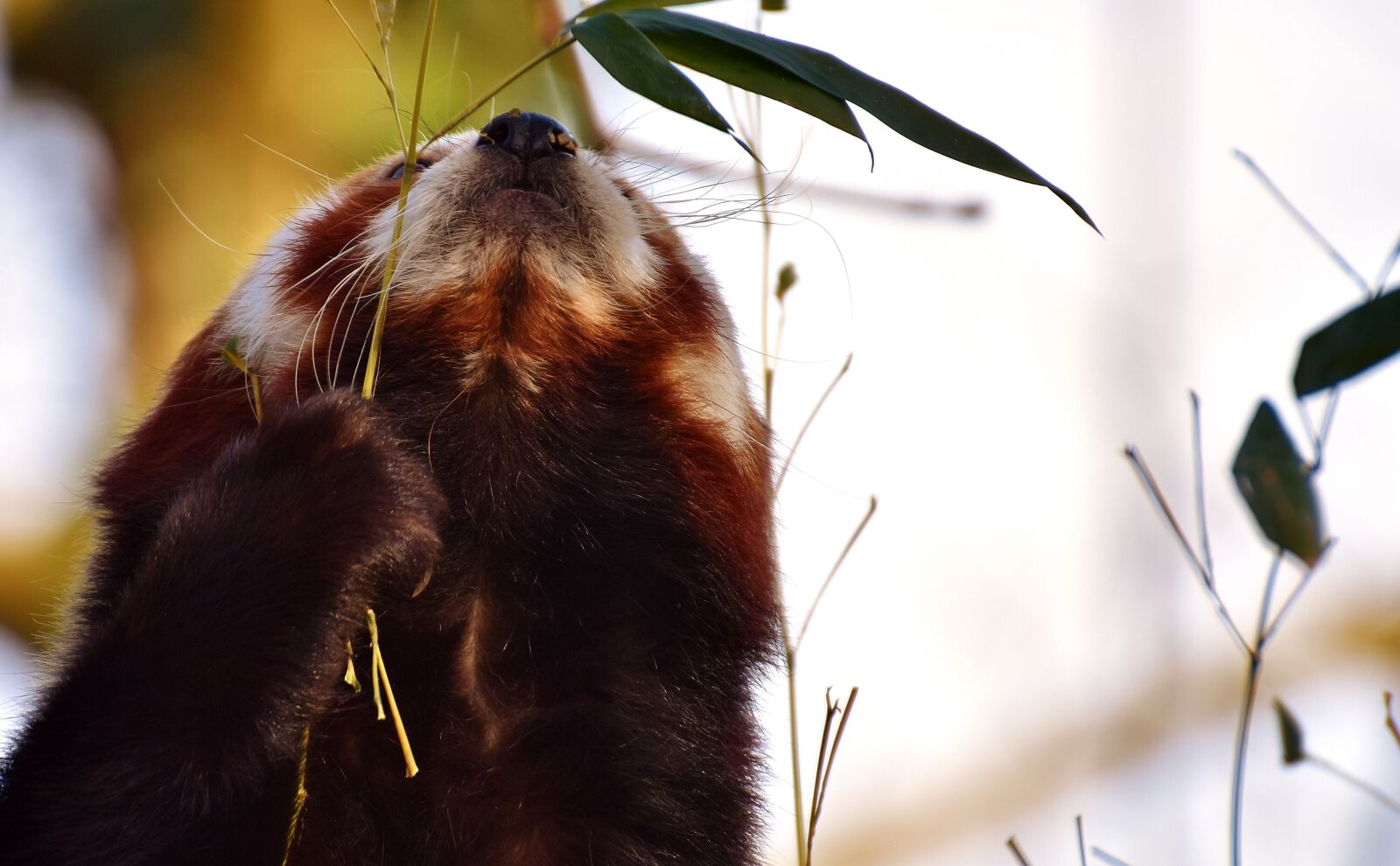 Nikon D7200 sample photo. Panda, red panda, bear photography